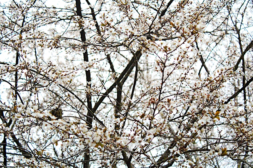 a bird is perched on a branch of a tree