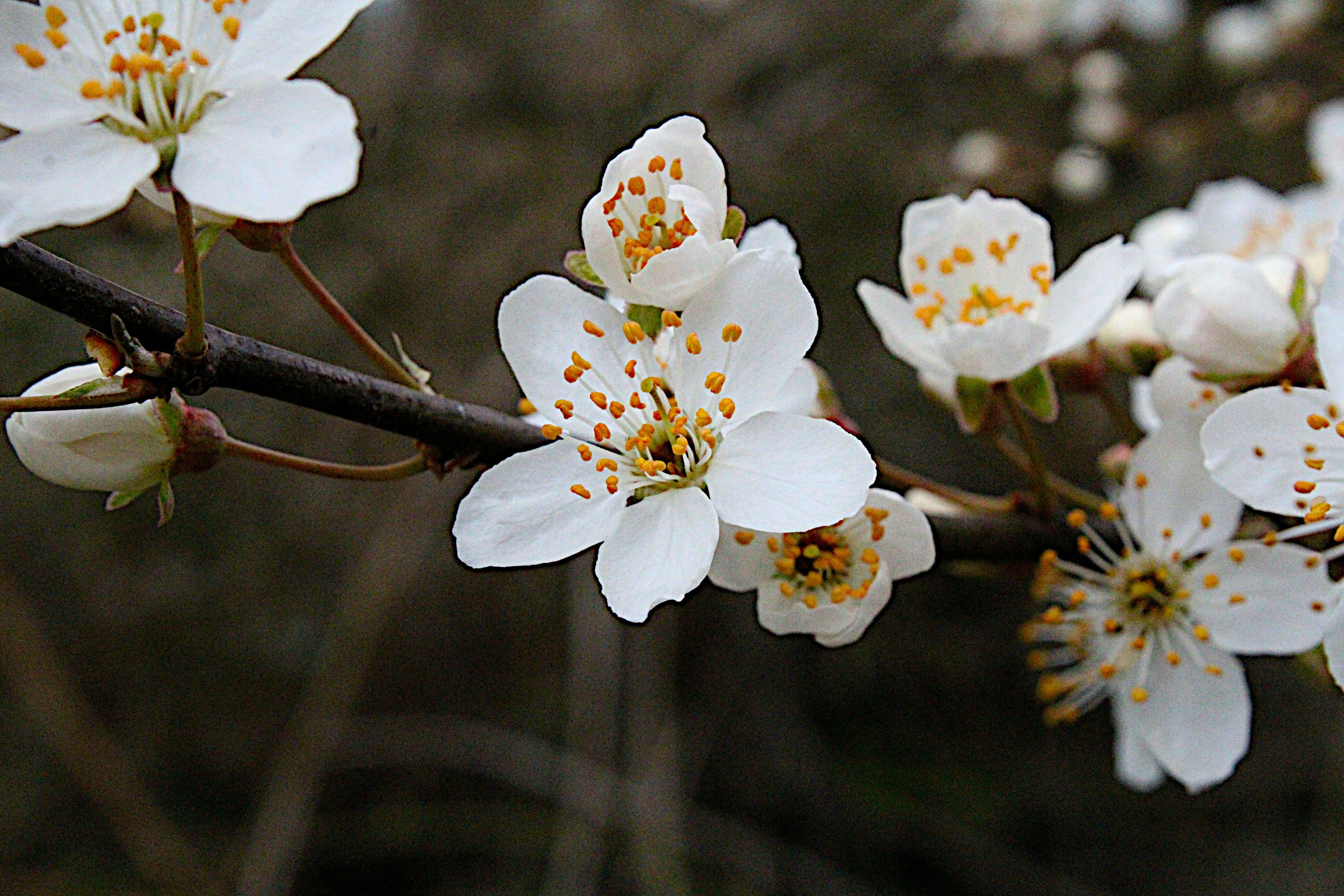 Photo by isaacstevenlind