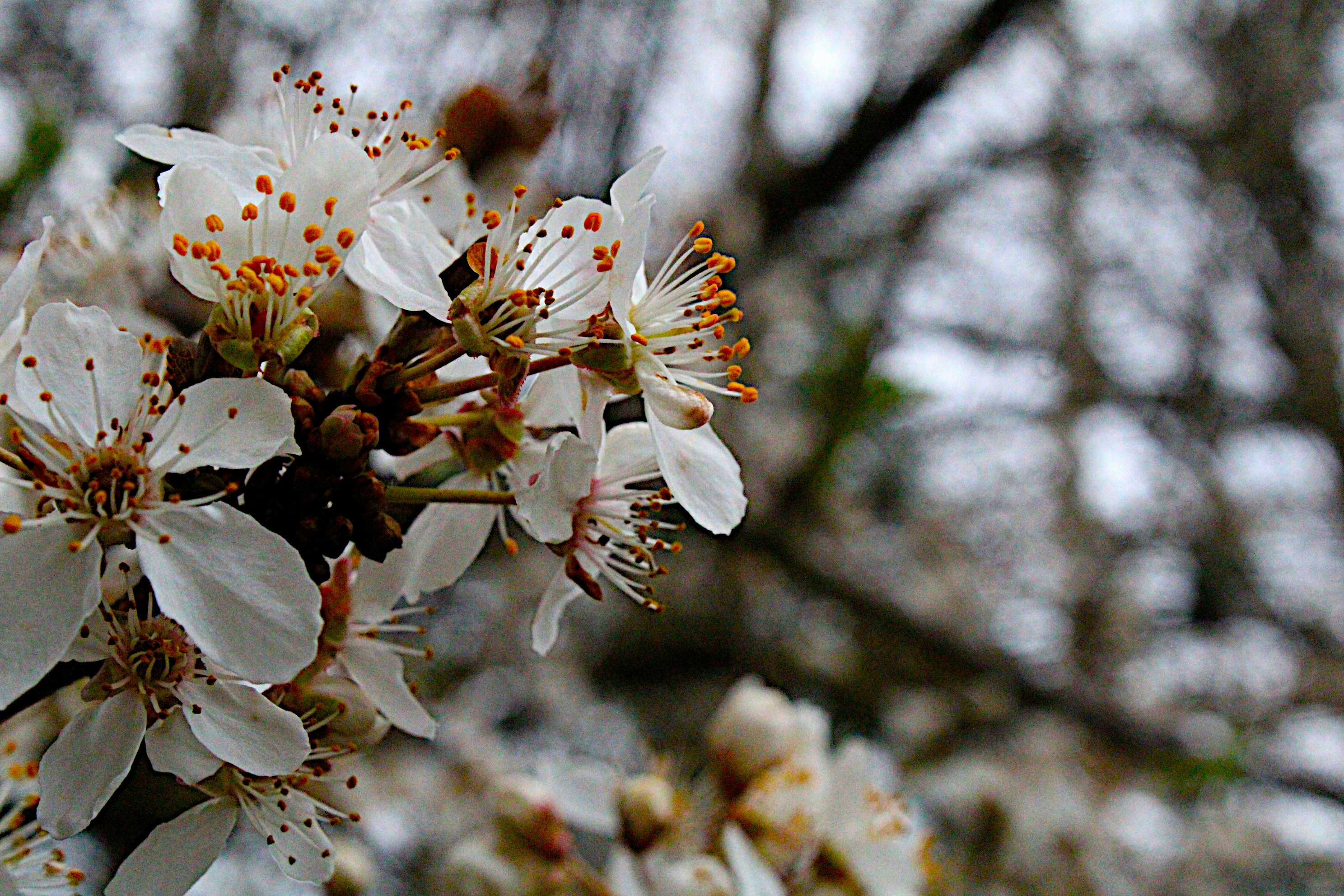 Photo by isaacstevenlind