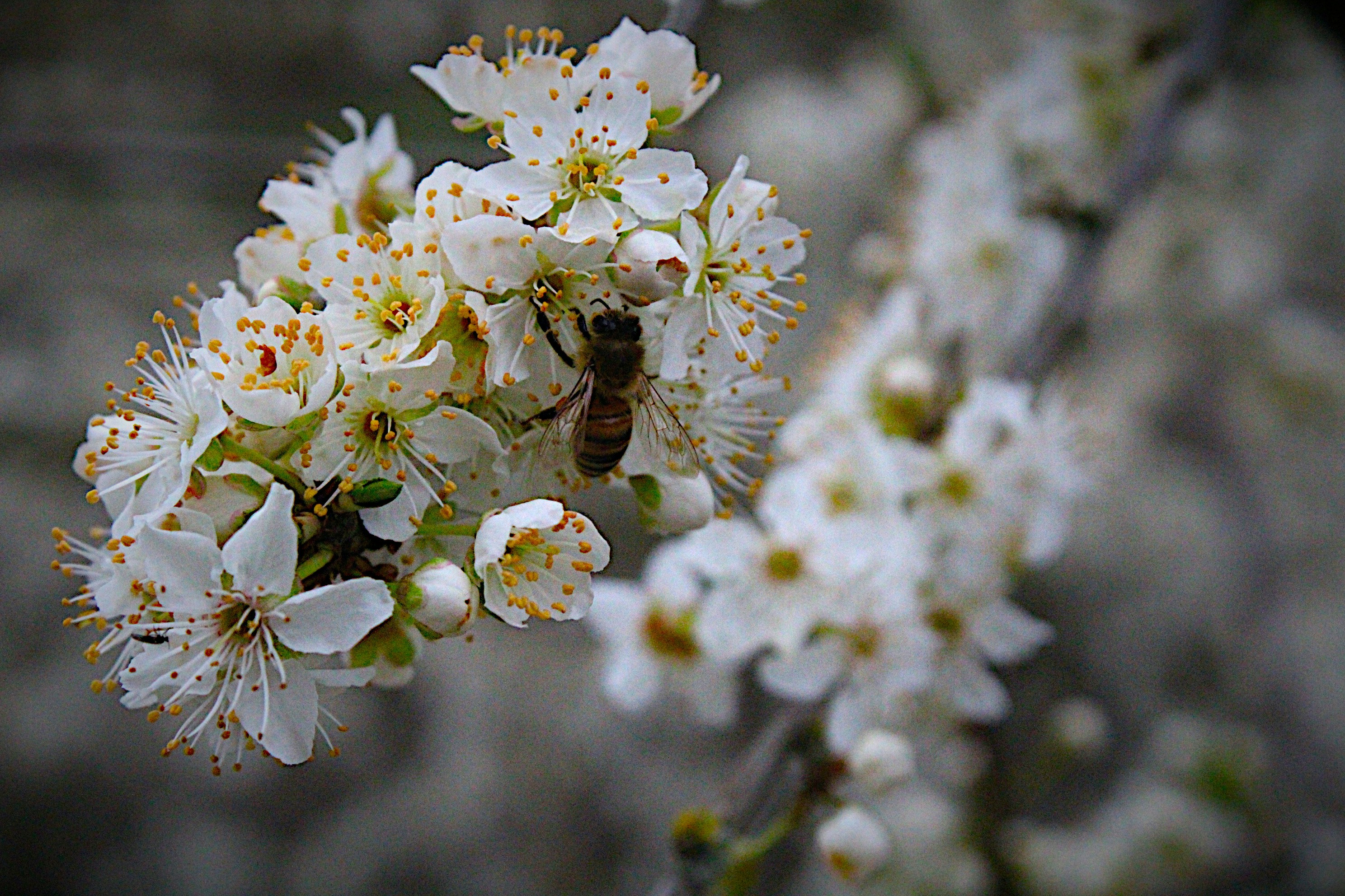 Photo by isaacstevenlind