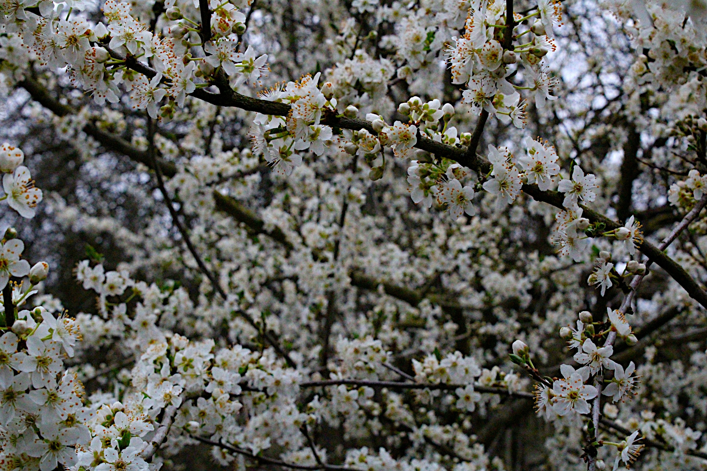 Photo by isaacstevenlind