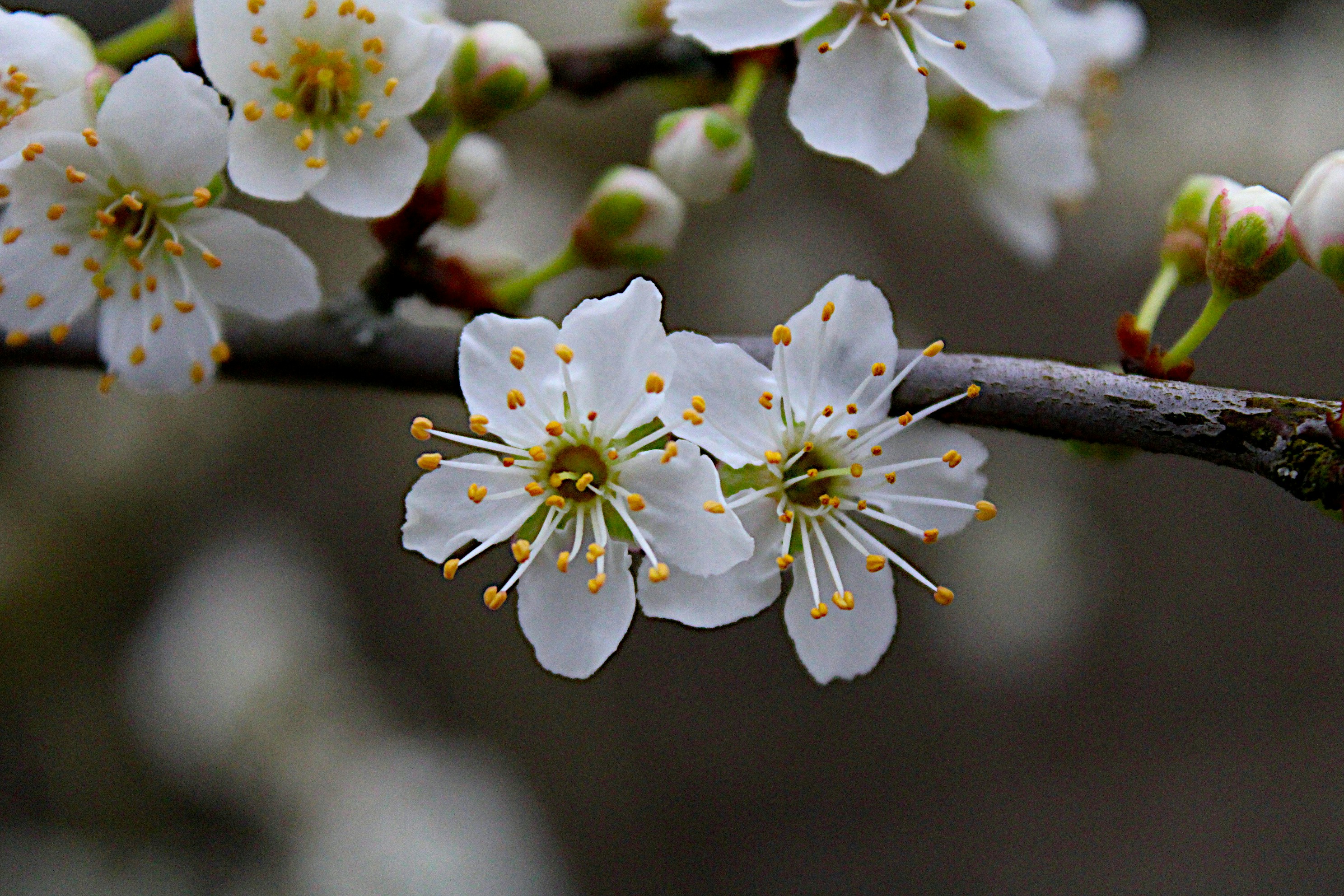 Photo by isaacstevenlind