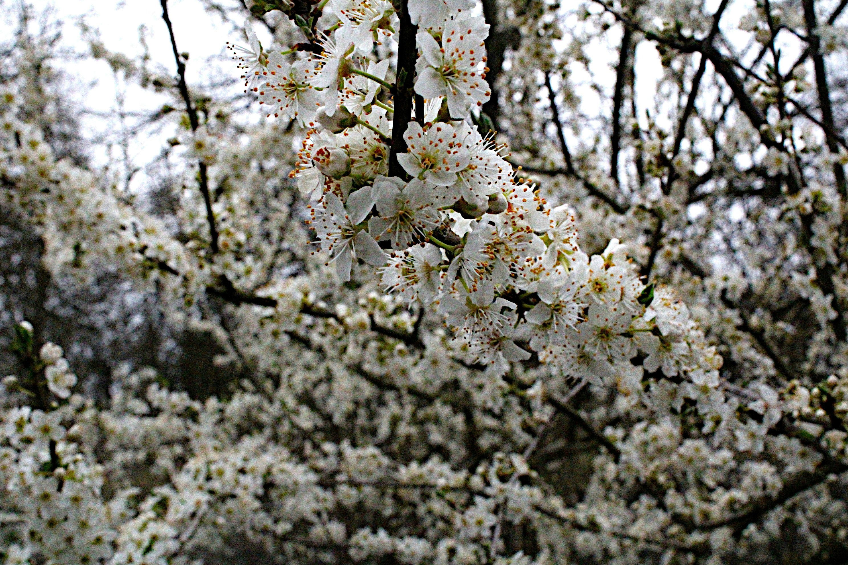 Photo by isaacstevenlind