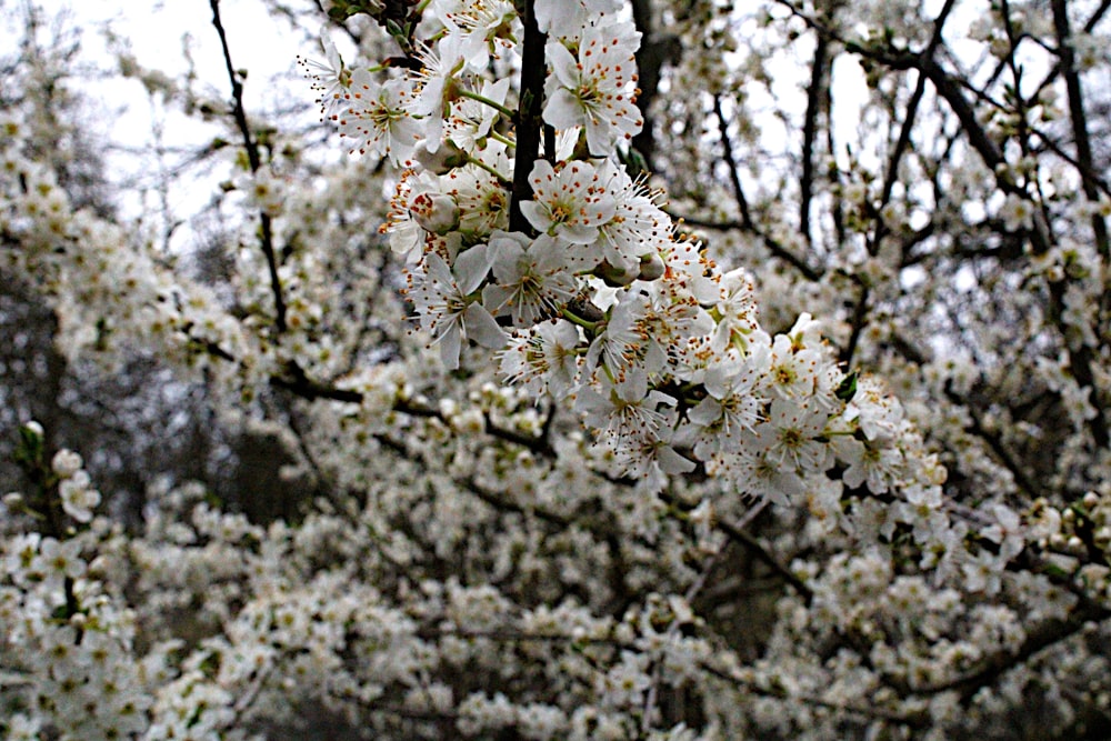 a tree with lots of white flowers on it