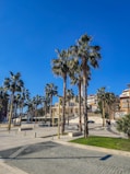 palm trees in a plaza with a building in the background