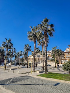 palm trees in a plaza with a building in the background
