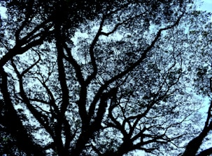 a large tree with lots of leaves on it