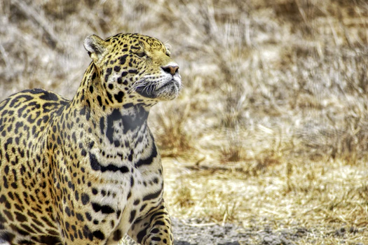 a large leopard standing on top of a dry grass field