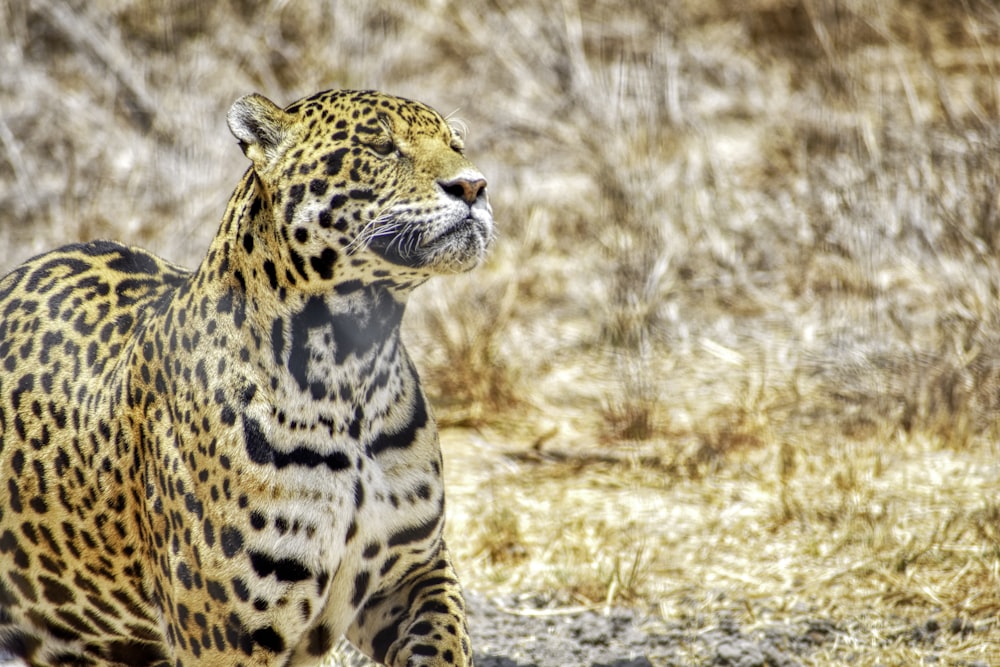 um grande leopardo em pé no topo de um campo de grama seca