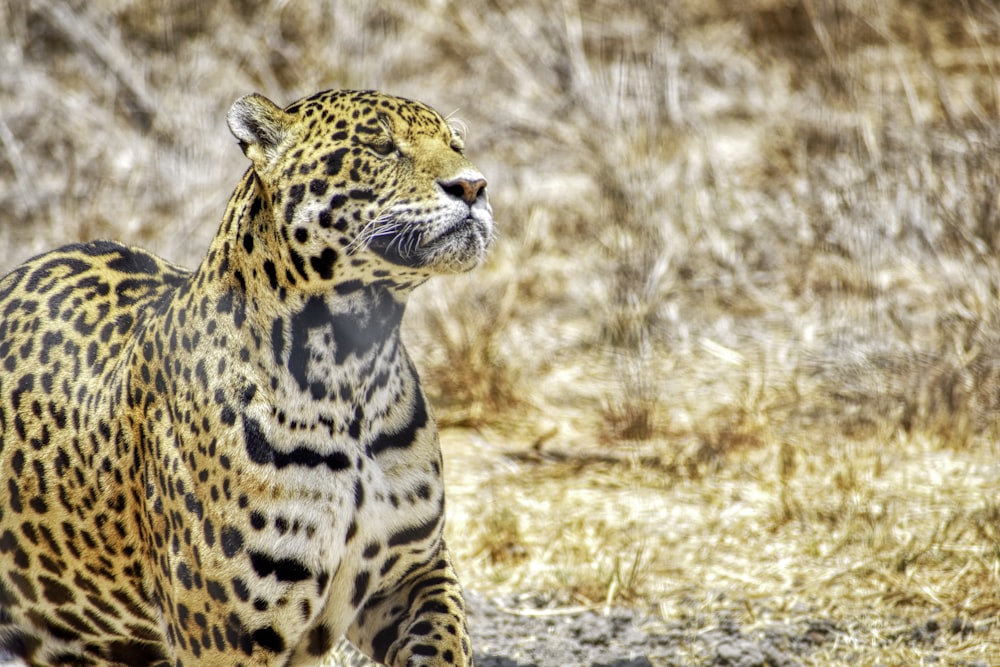 a large leopard standing on top of a dry grass field