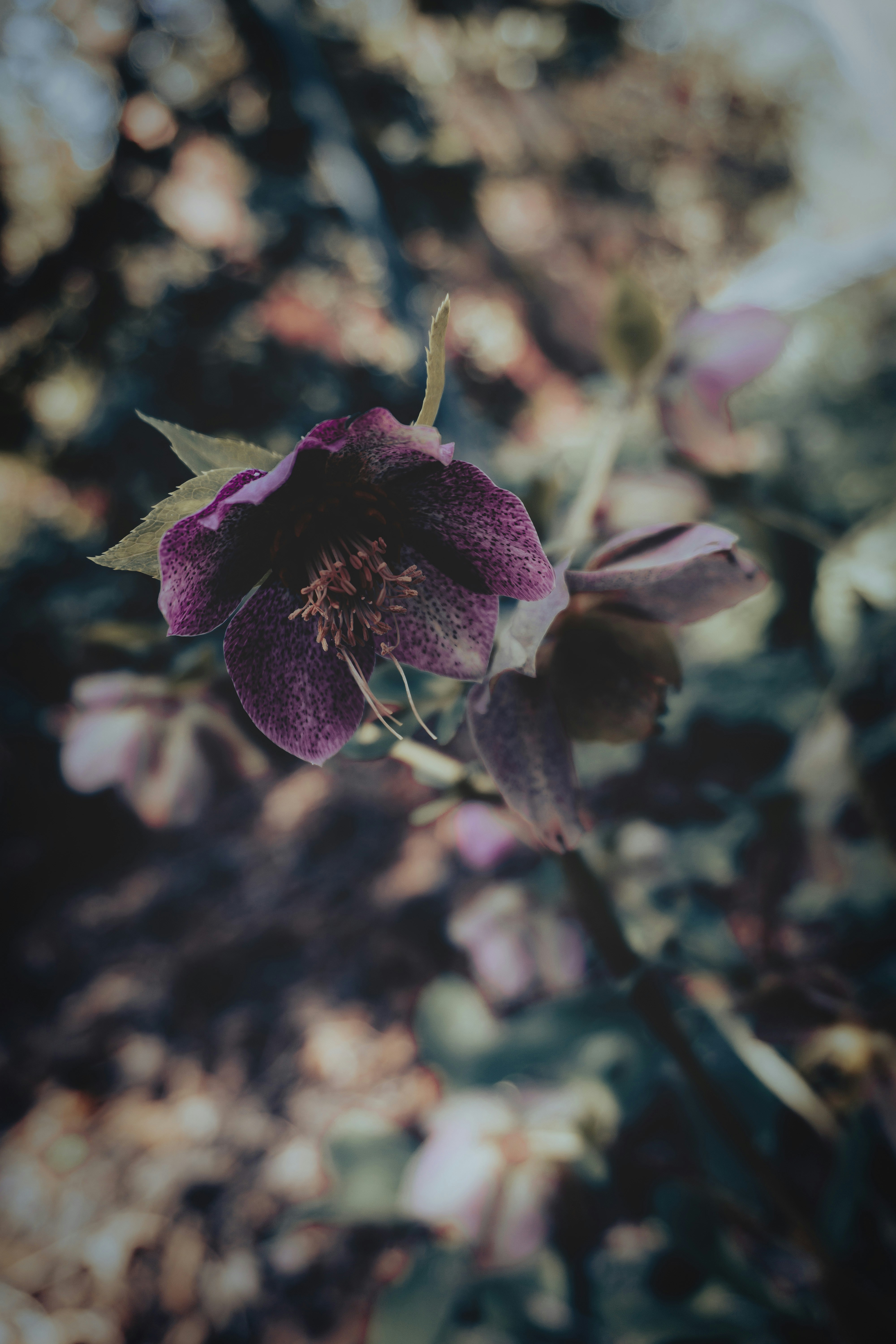 Photo by ddmcl_