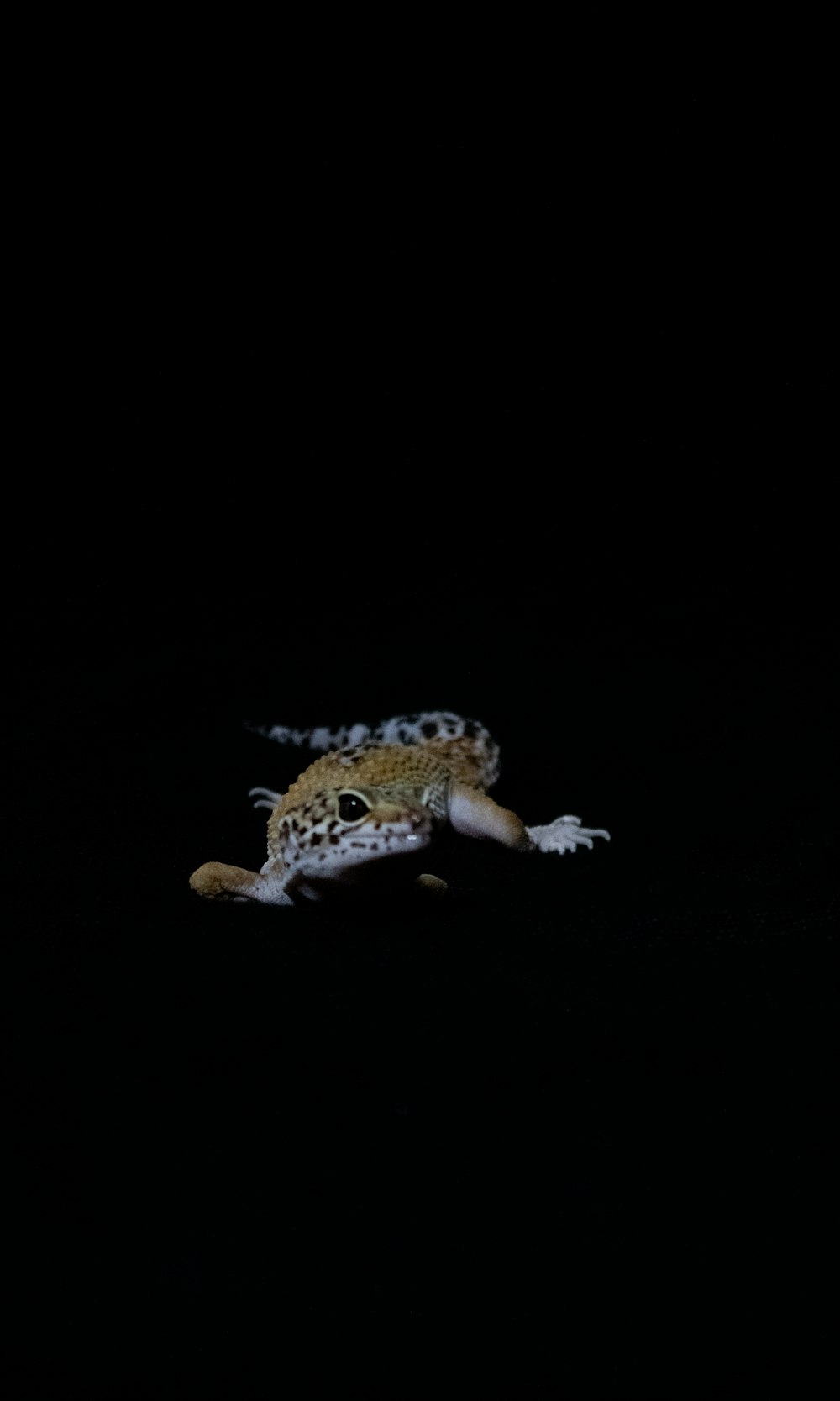 a small lizard in the dark with its mouth open