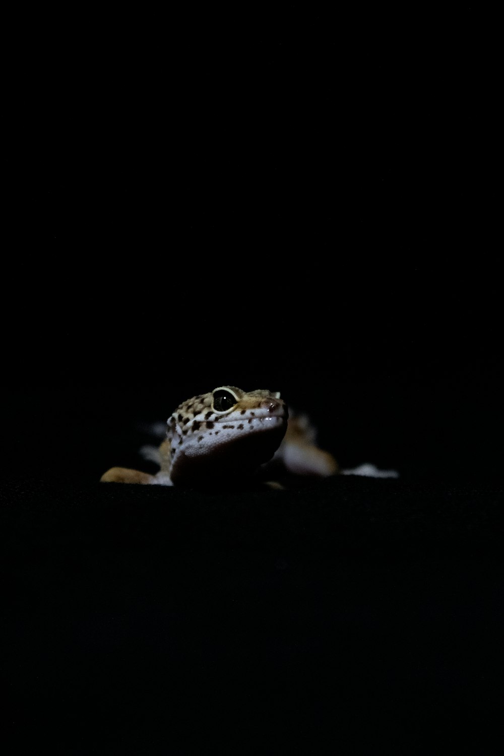 a frog is sitting on the ground in the dark