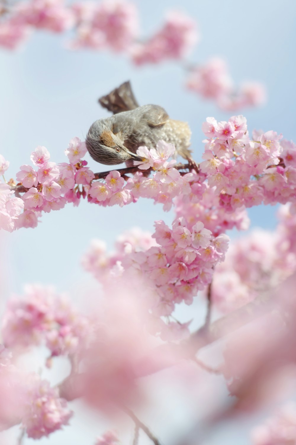 a bird sitting on a branch with pink flowers