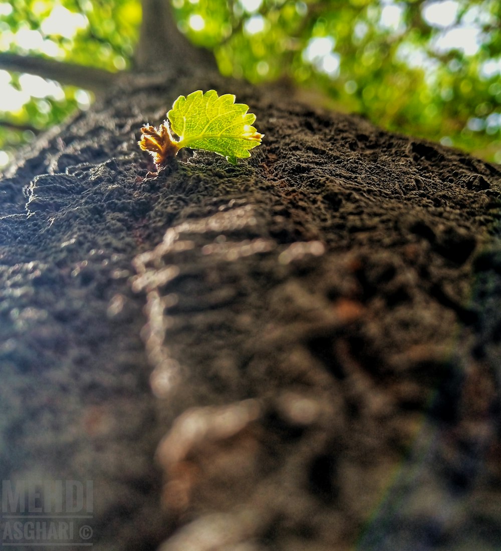 a green leaf is growing on a tree