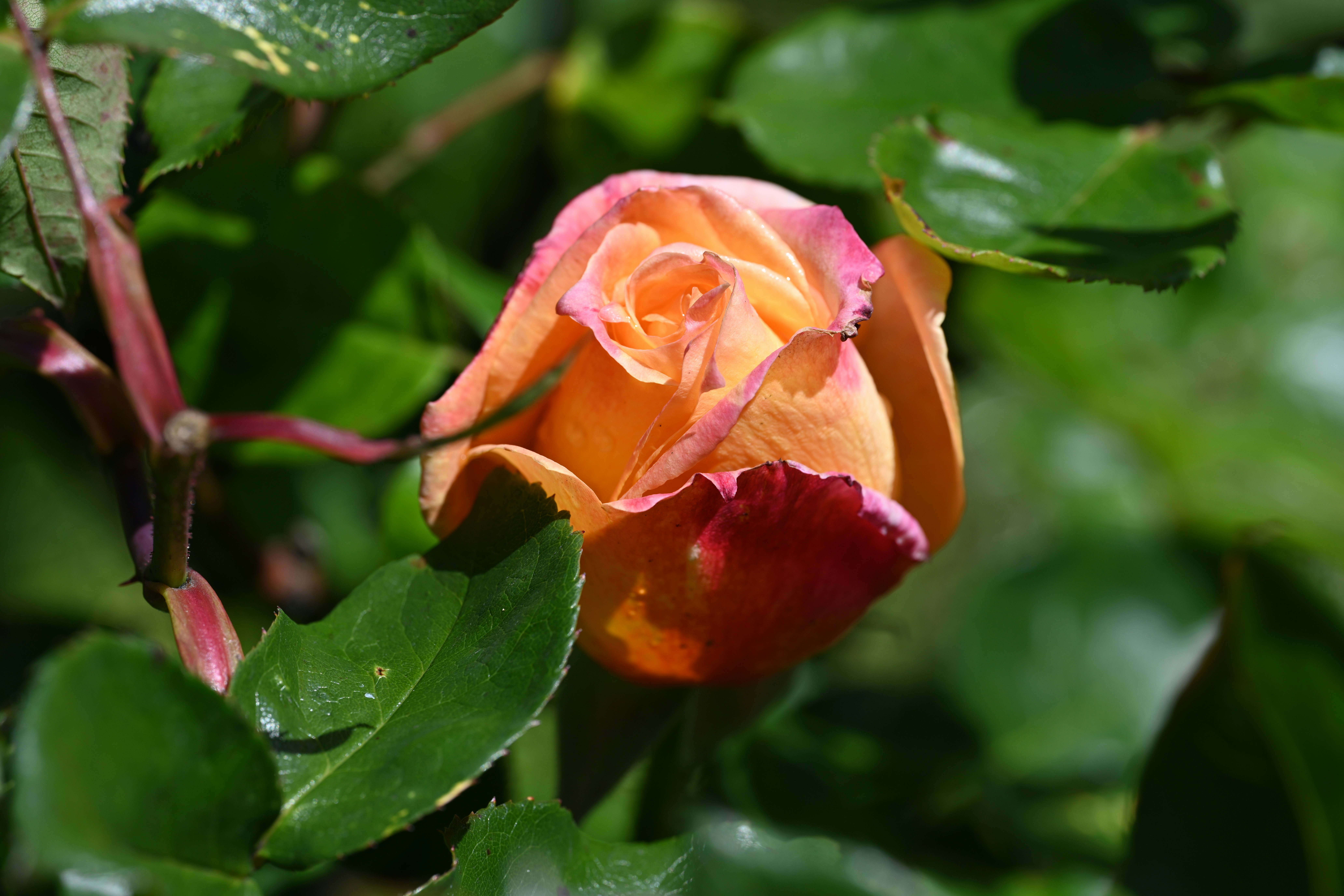 Photo by theunknownaldiaz