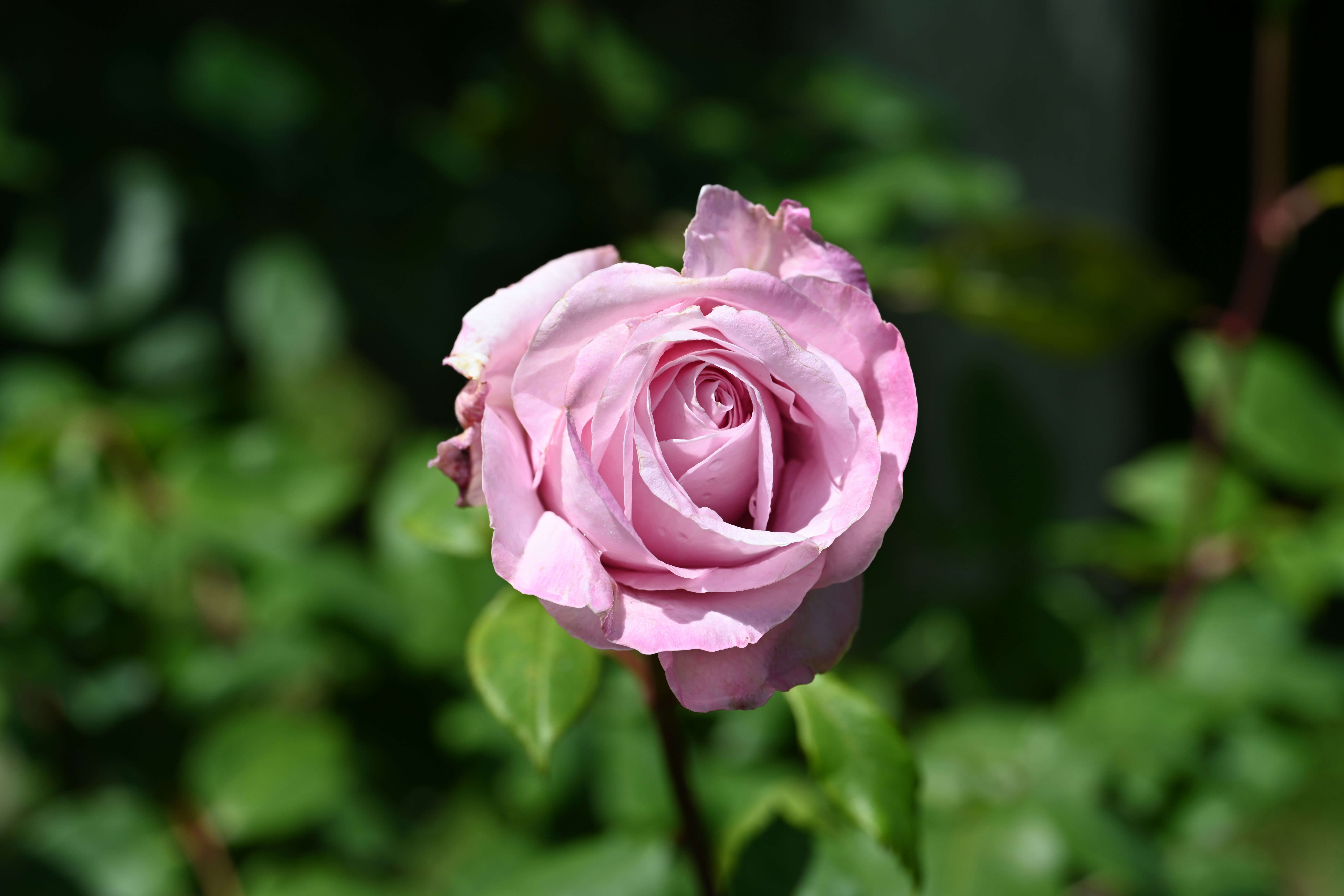 Photo by theunknownaldiaz