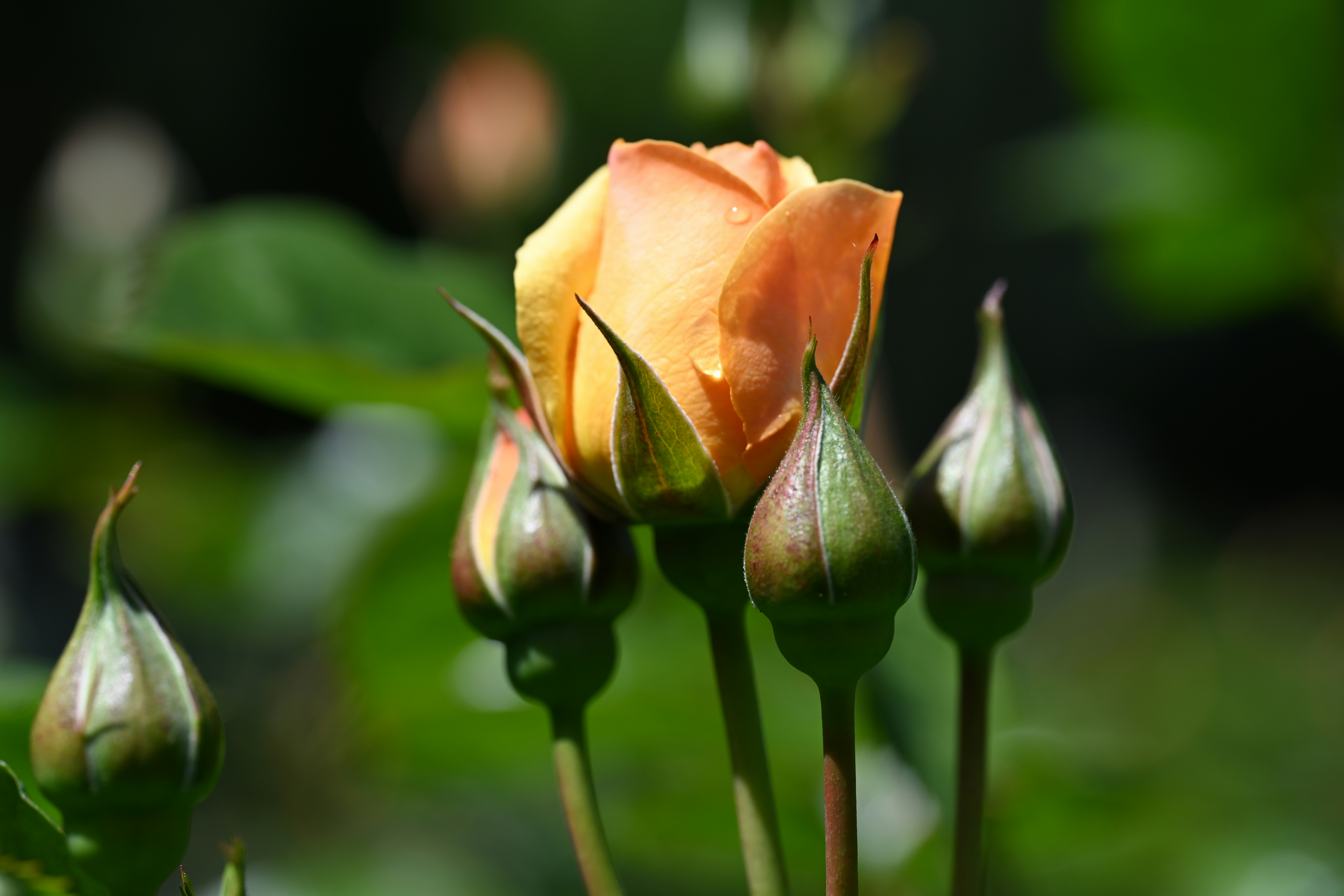 Photo by theunknownaldiaz