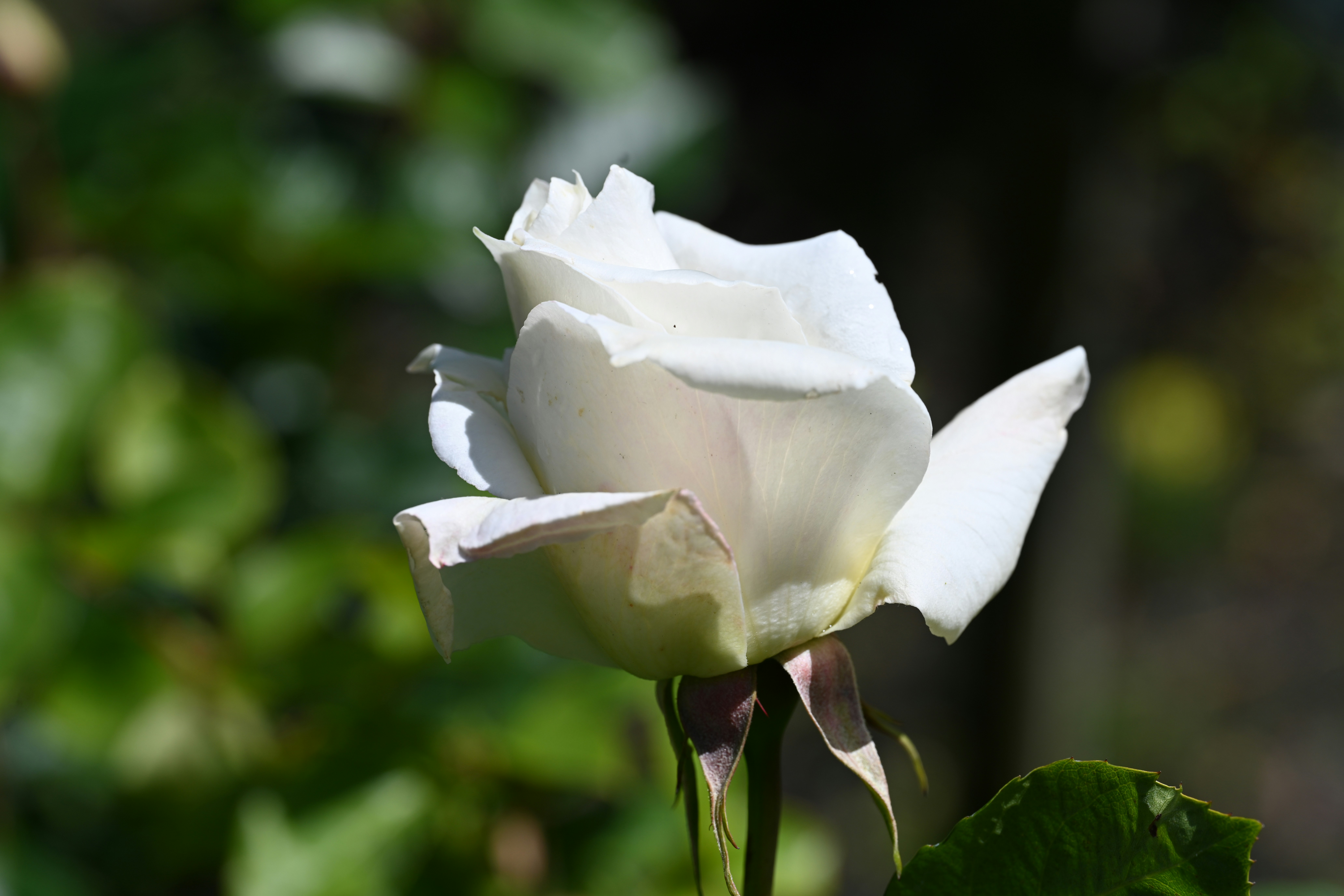 Photo by theunknownaldiaz