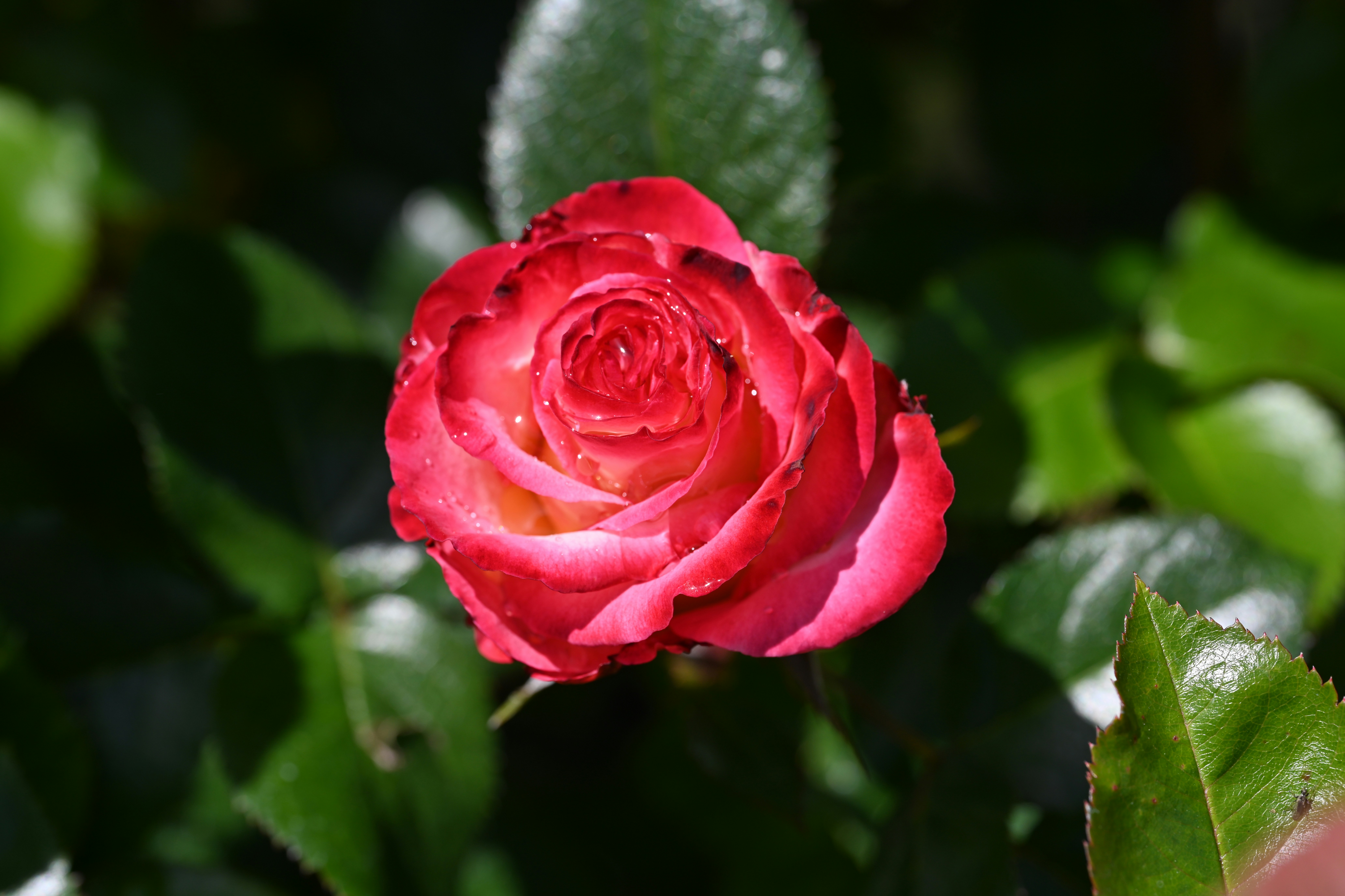 Photo by theunknownaldiaz