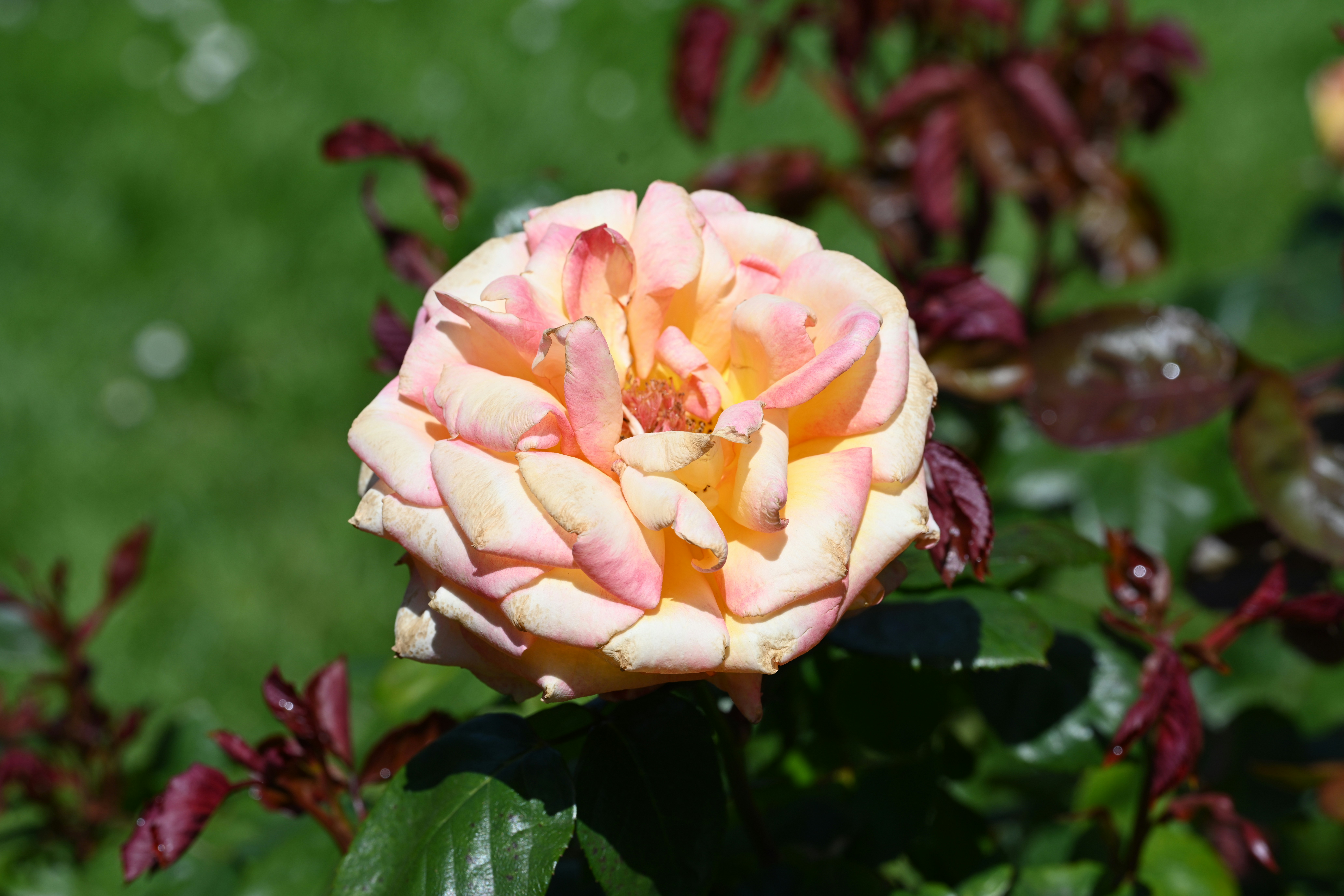 Photo by theunknownaldiaz