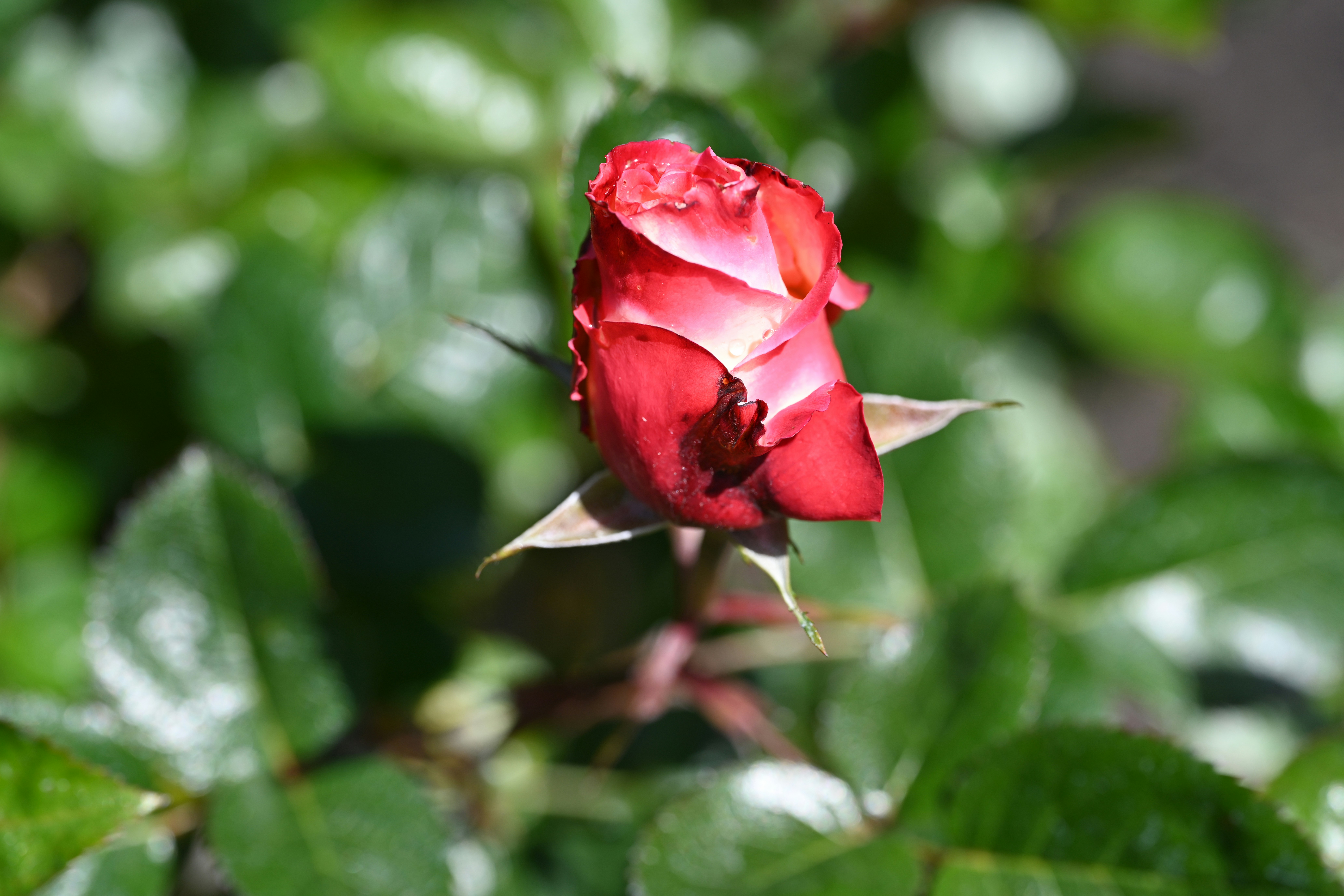 Afbeelding van Roeser