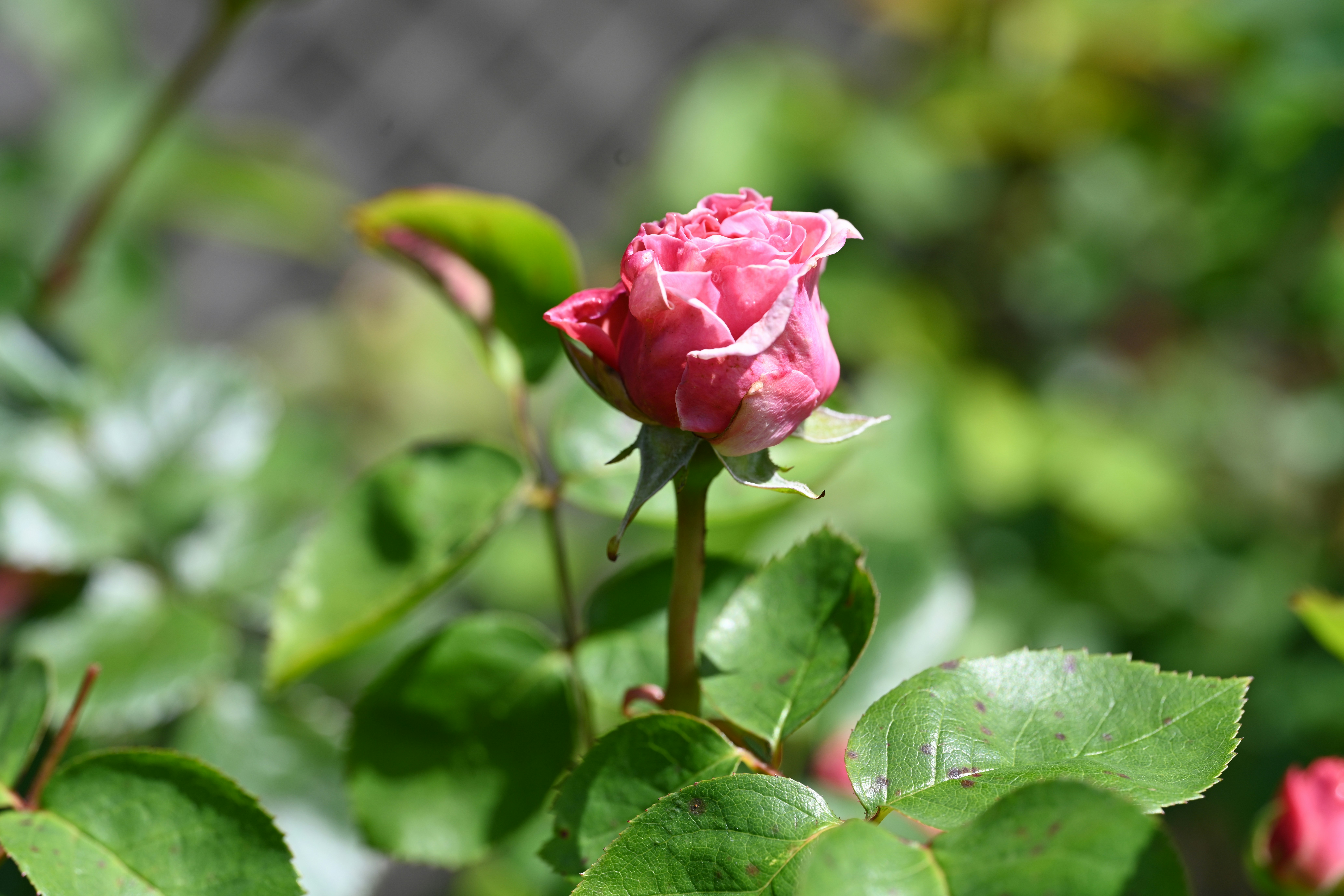 Photo by theunknownaldiaz