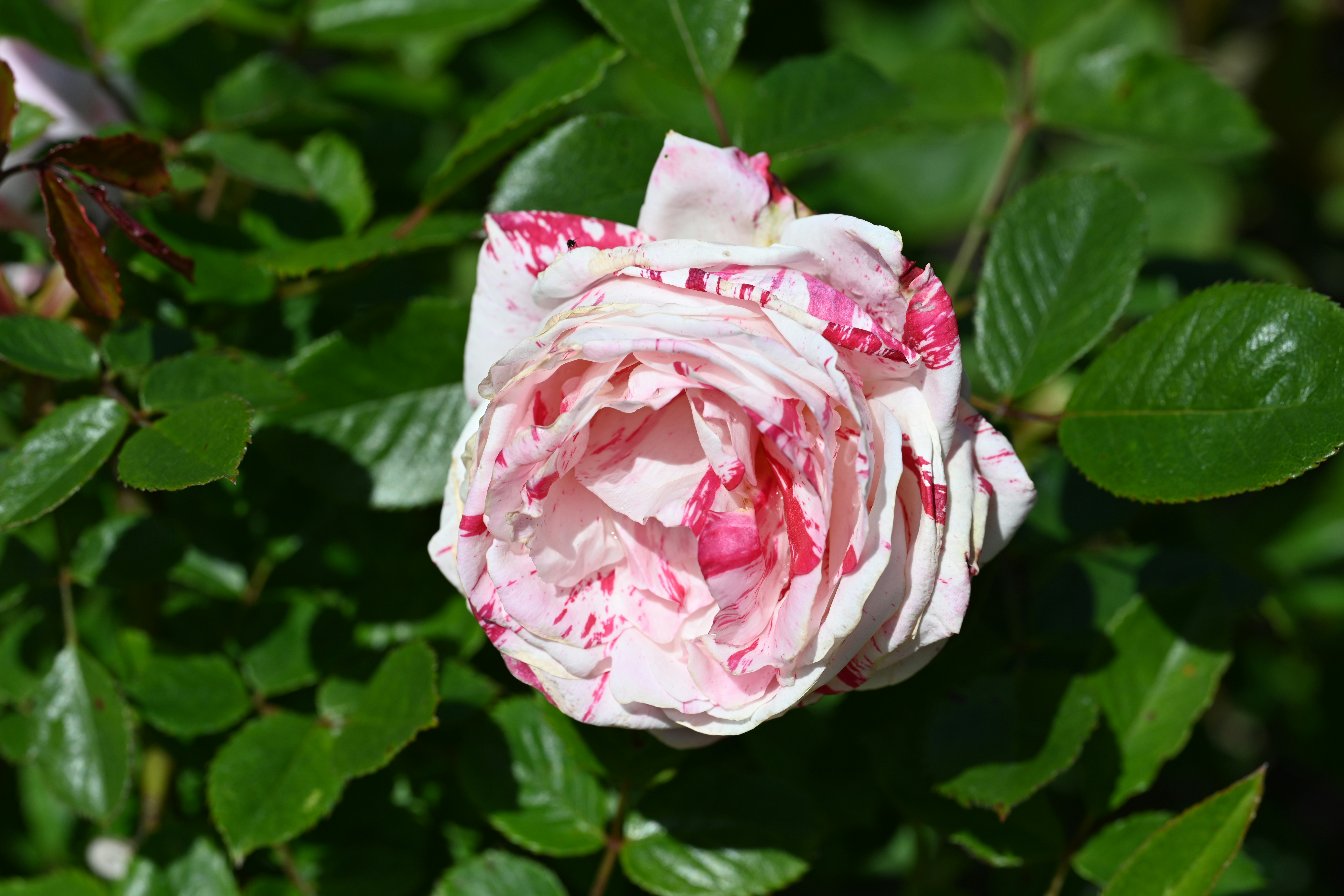 Photo by theunknownaldiaz