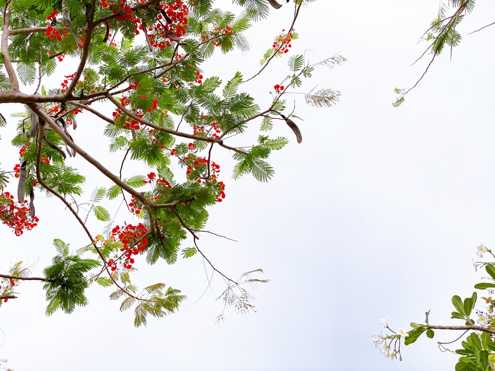 a tree with red berries and green leaves
