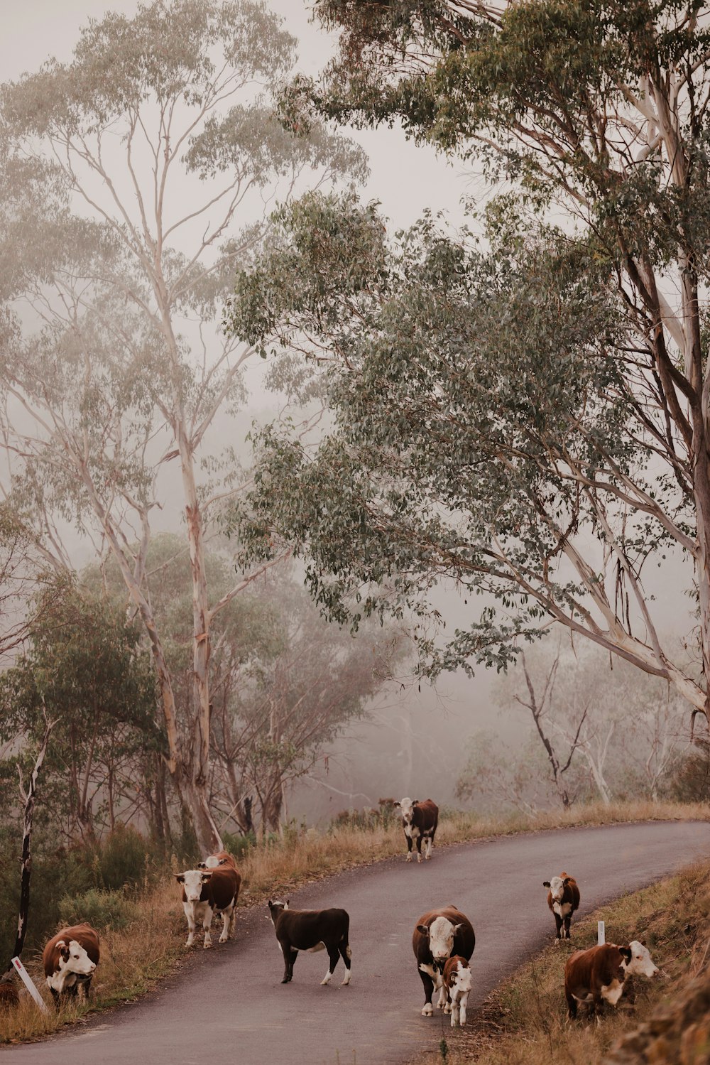 a herd of cattle walking down a road next to a forest