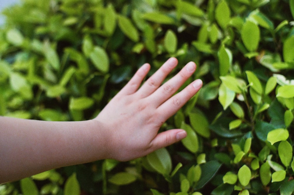 a person's hand reaching for a green bush