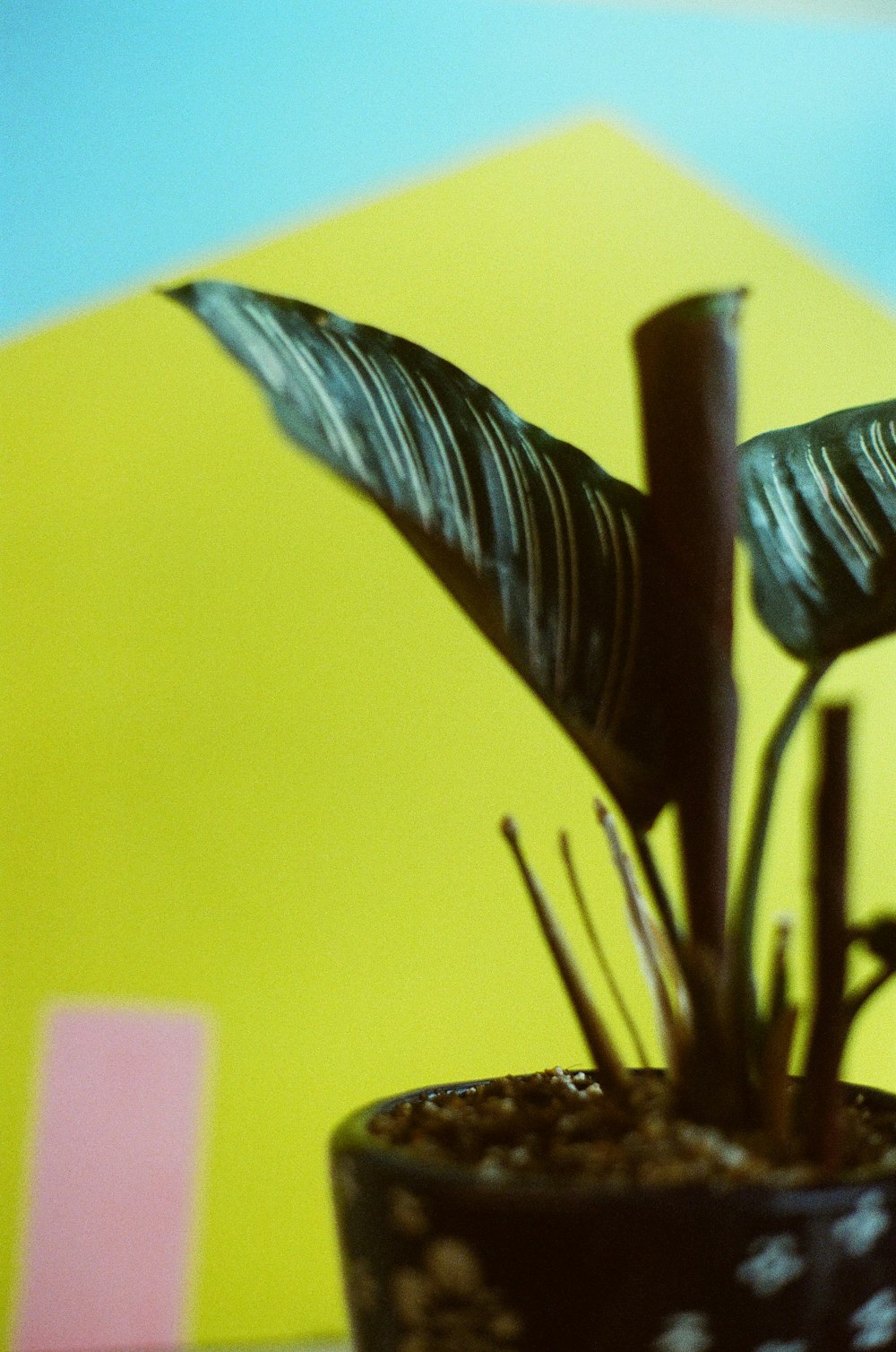 a potted plant sitting on top of a table