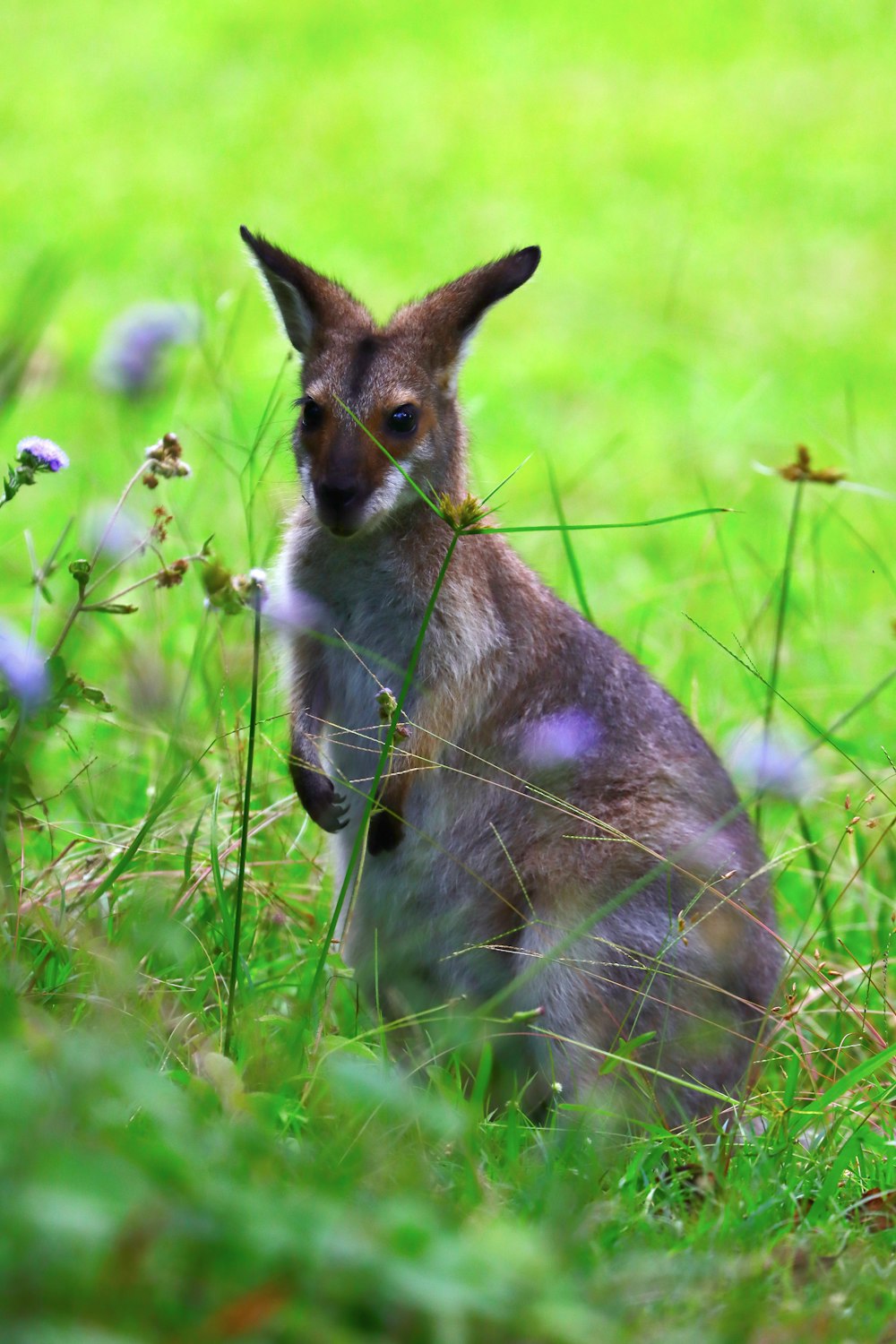 a small kangaroo sitting in a field of grass