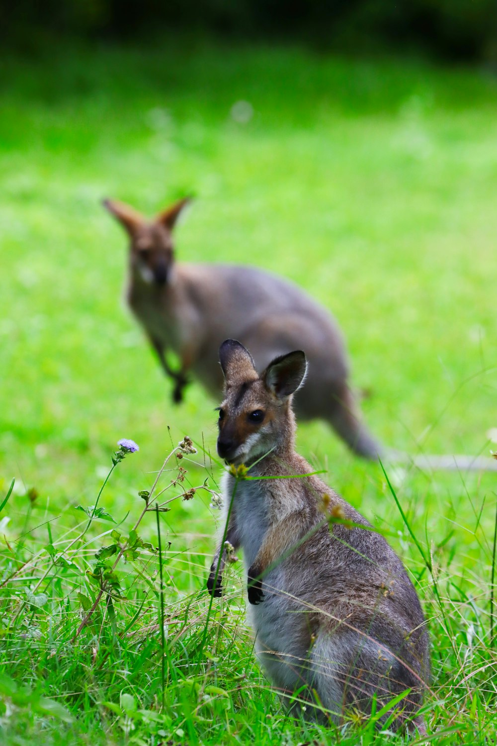 a couple of kangaroos are standing in the grass