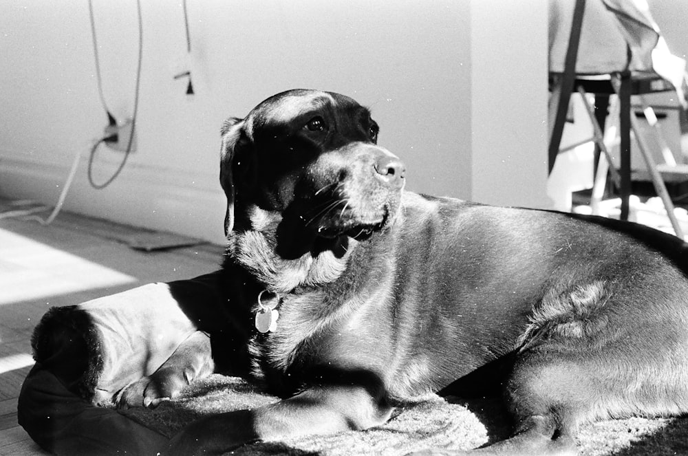 a black and white photo of a dog laying on the floor