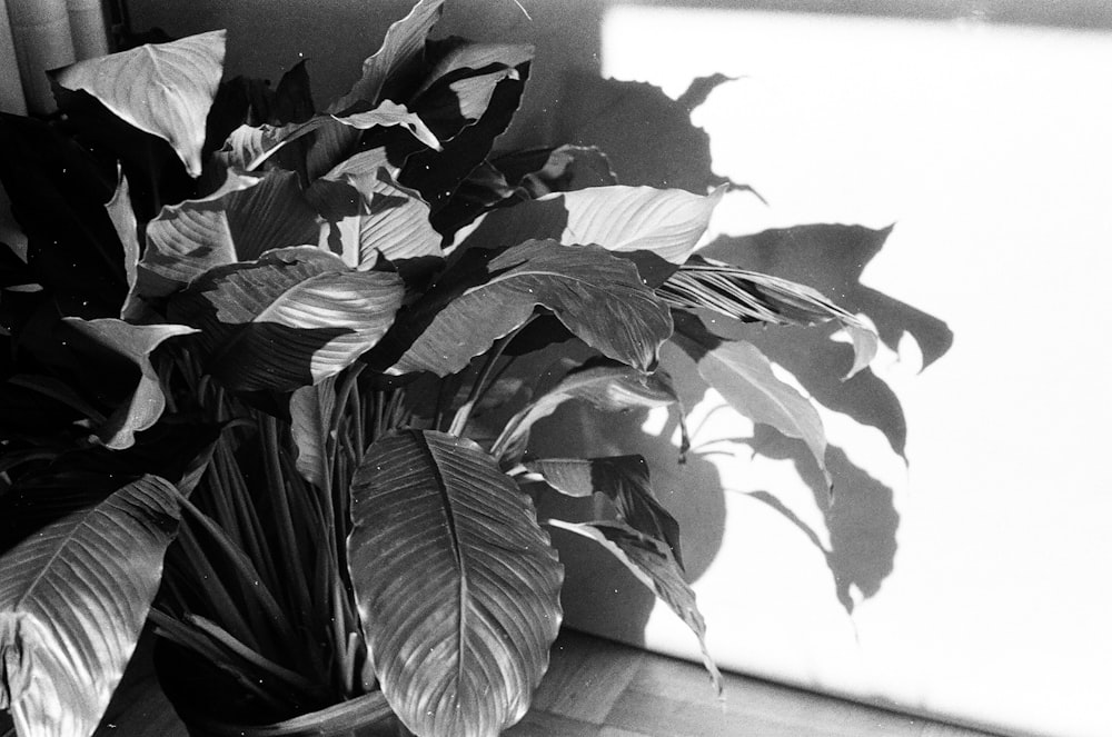 a black and white photo of a potted plant