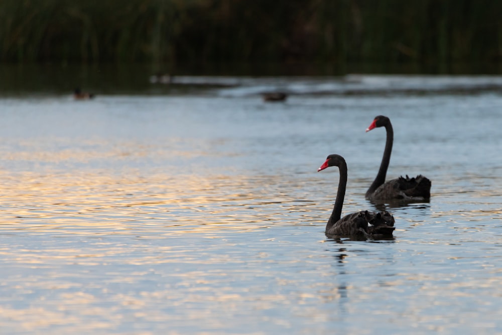 a couple of black swans swimming on top of a lake