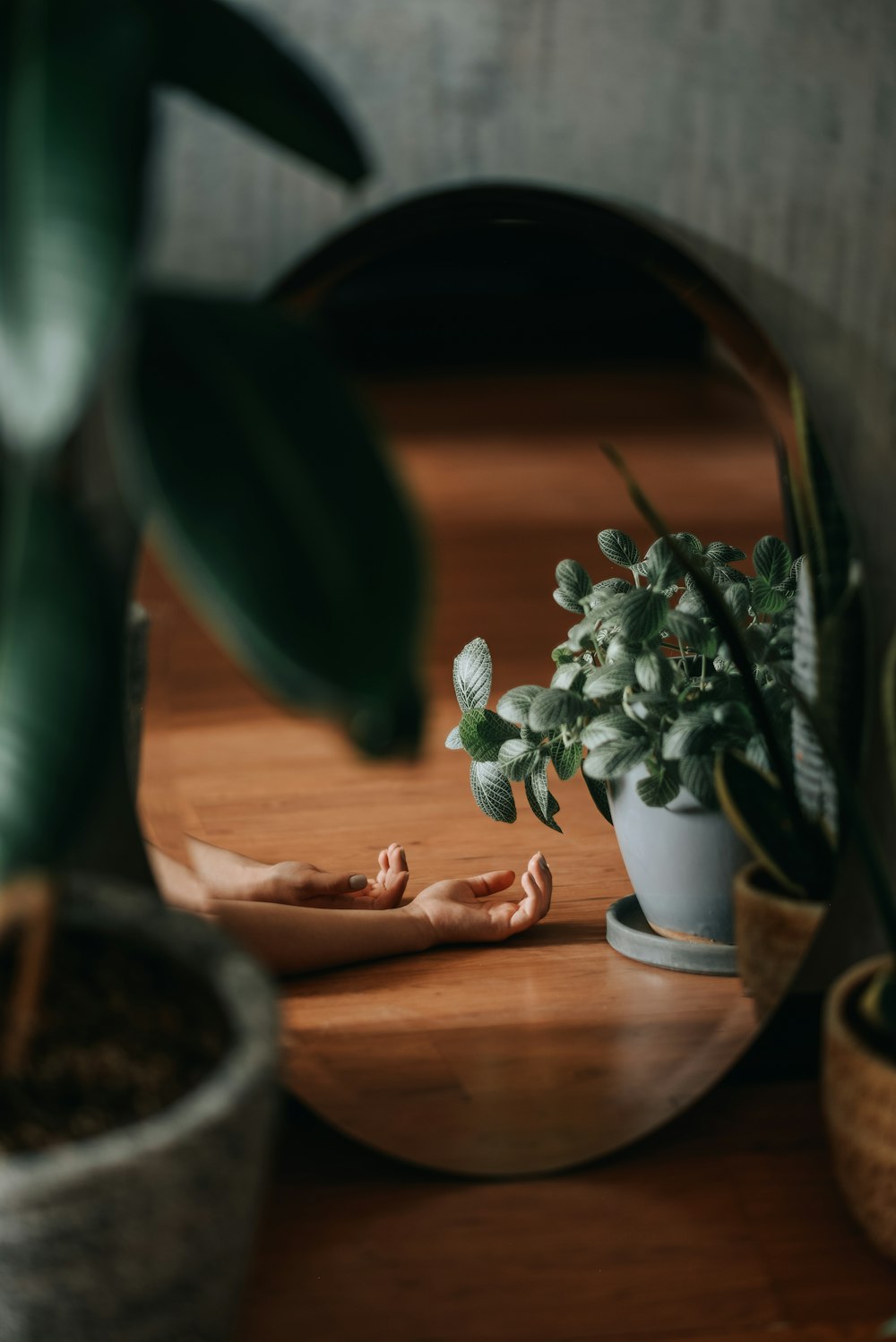 a potted plant sitting on top of a wooden table