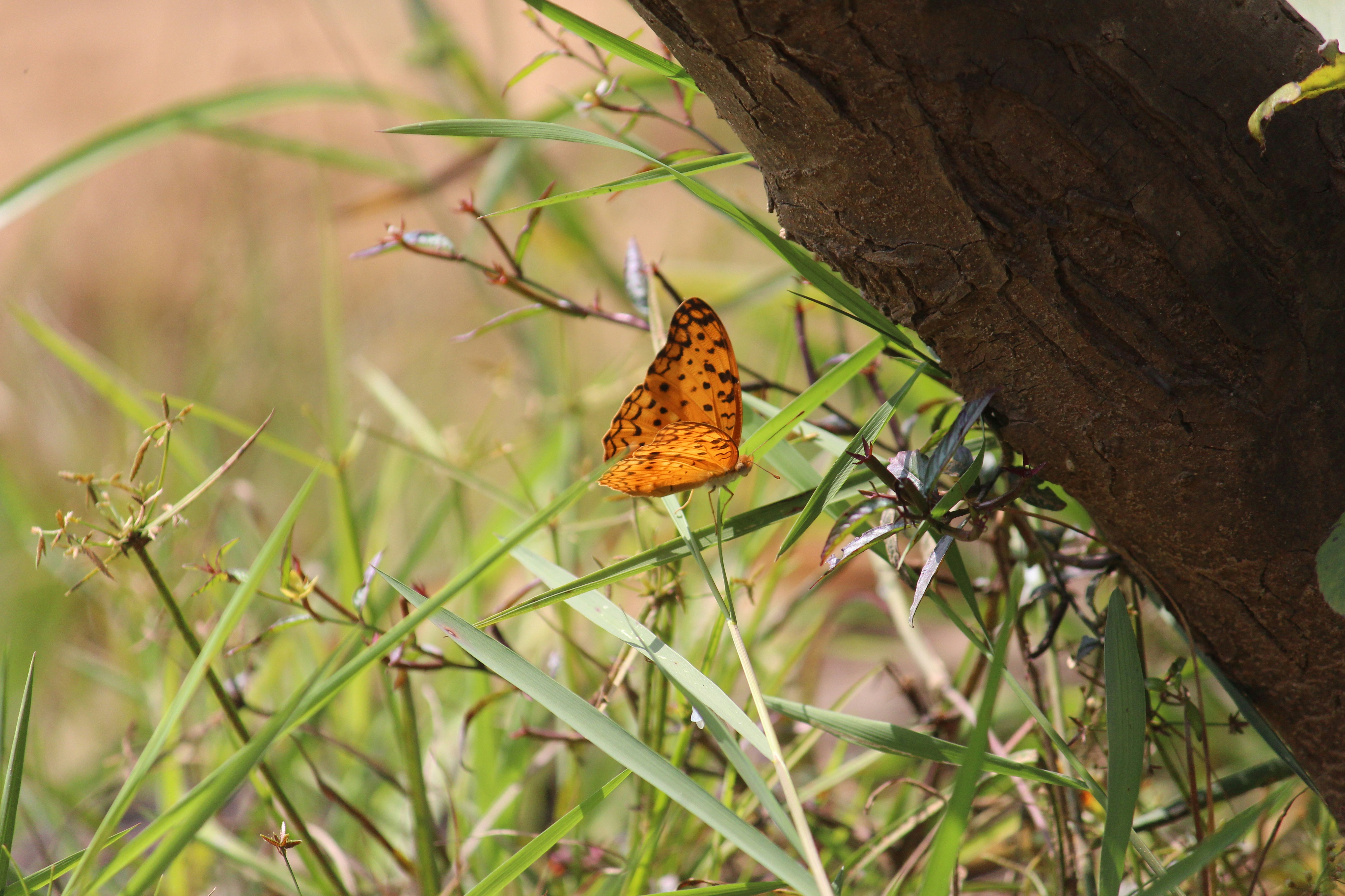 Photo by shridhardixit