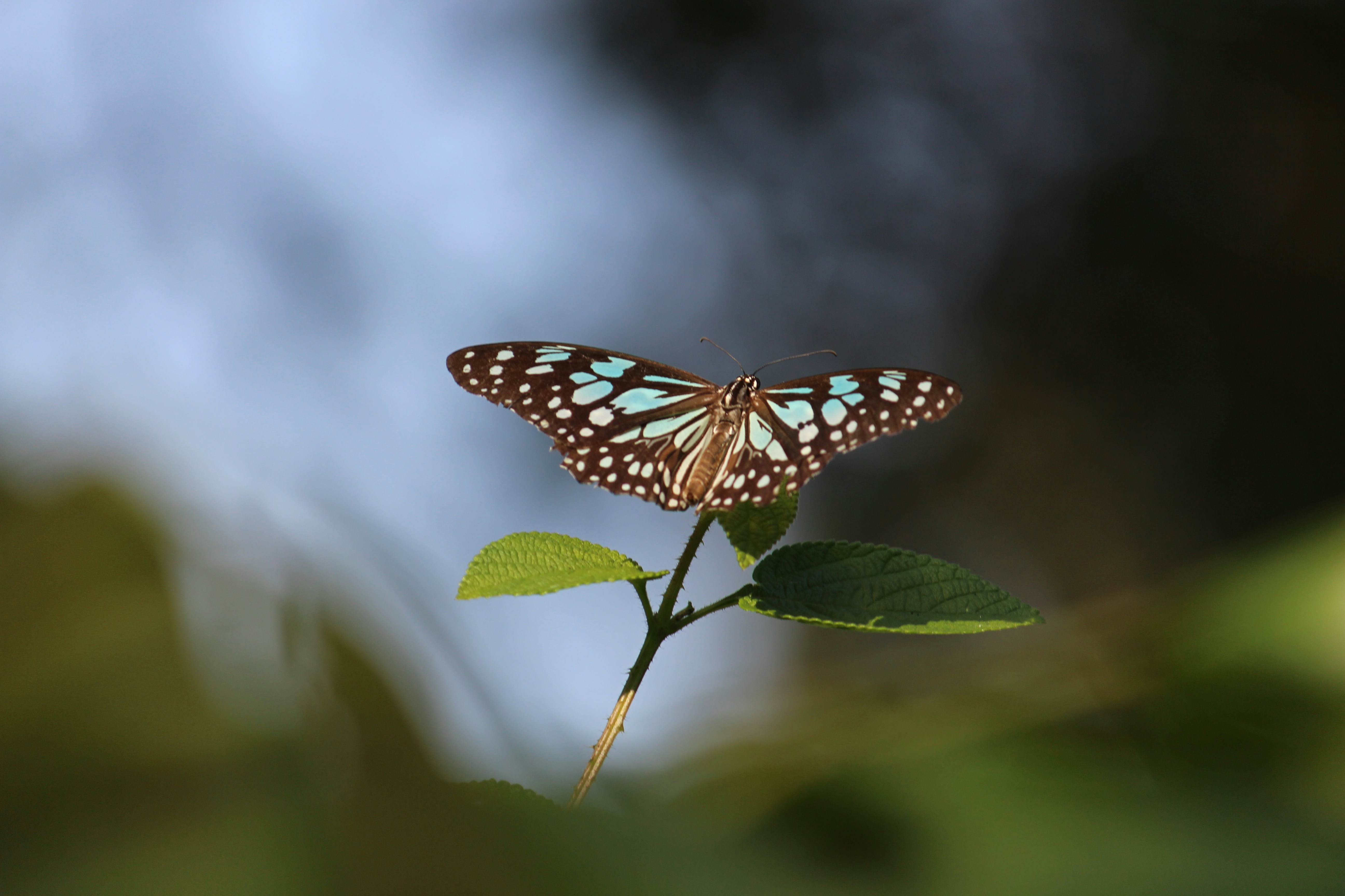 Photo by shridhardixit