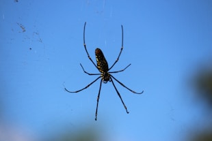 a black and yellow spider sitting on its web