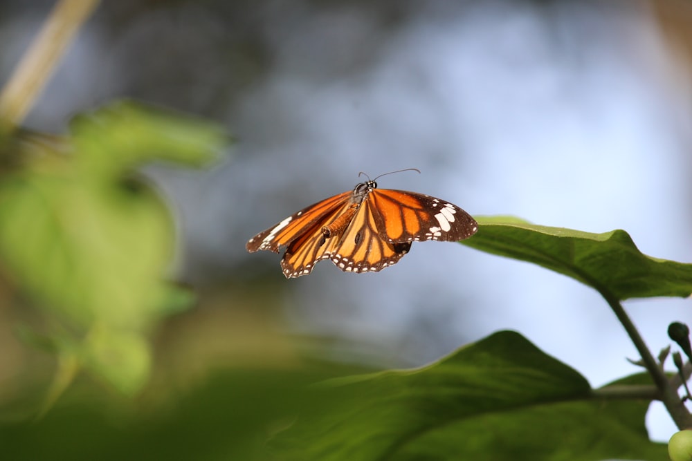 un papillon assis au sommet d’une feuille verte