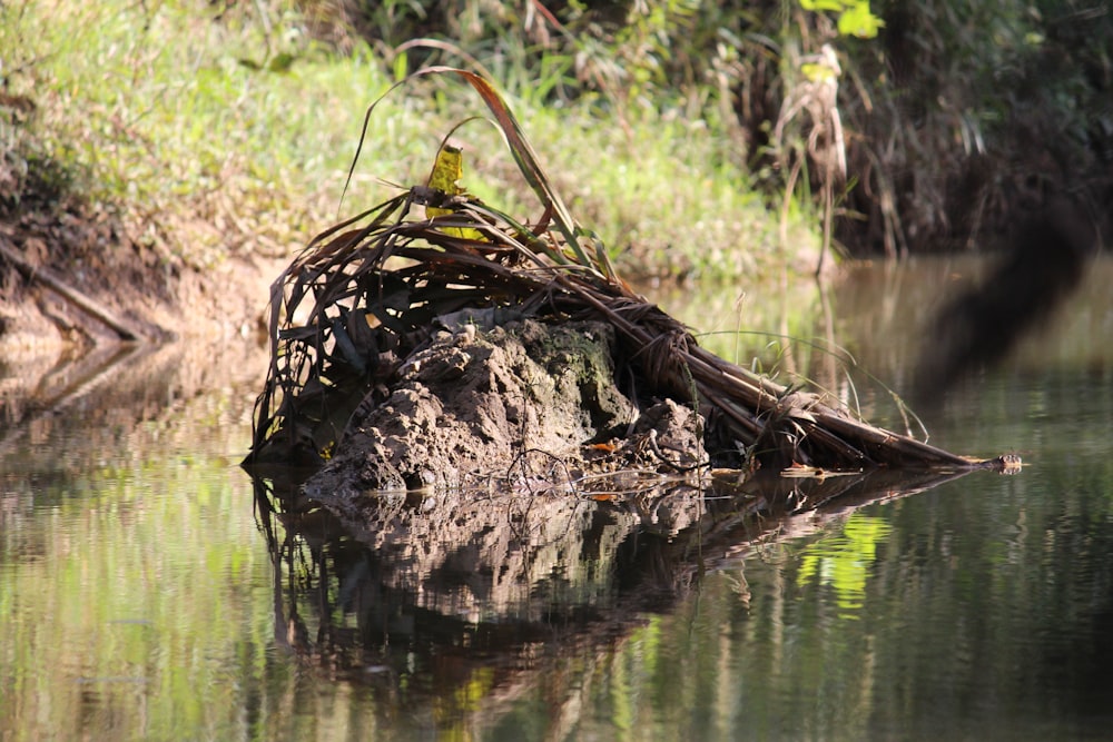 a bird sitting on top of a rock in the water