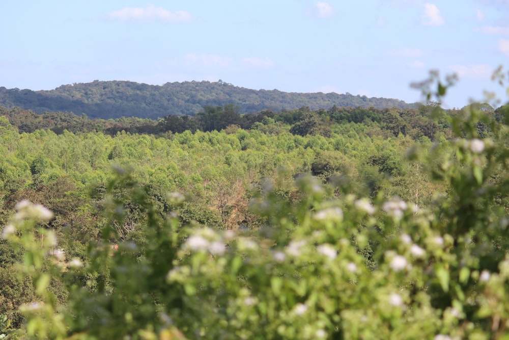 Une forêt verdoyante remplie de nombreux arbres