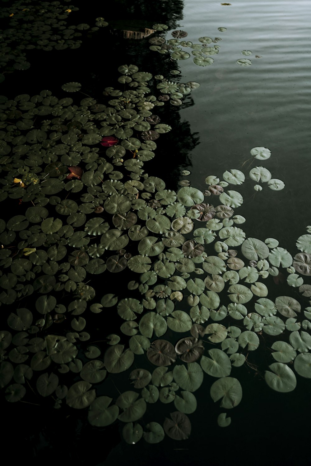 a body of water filled with lots of lily pads