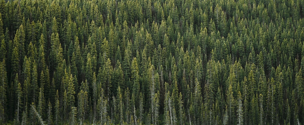 a large group of trees in the middle of a forest