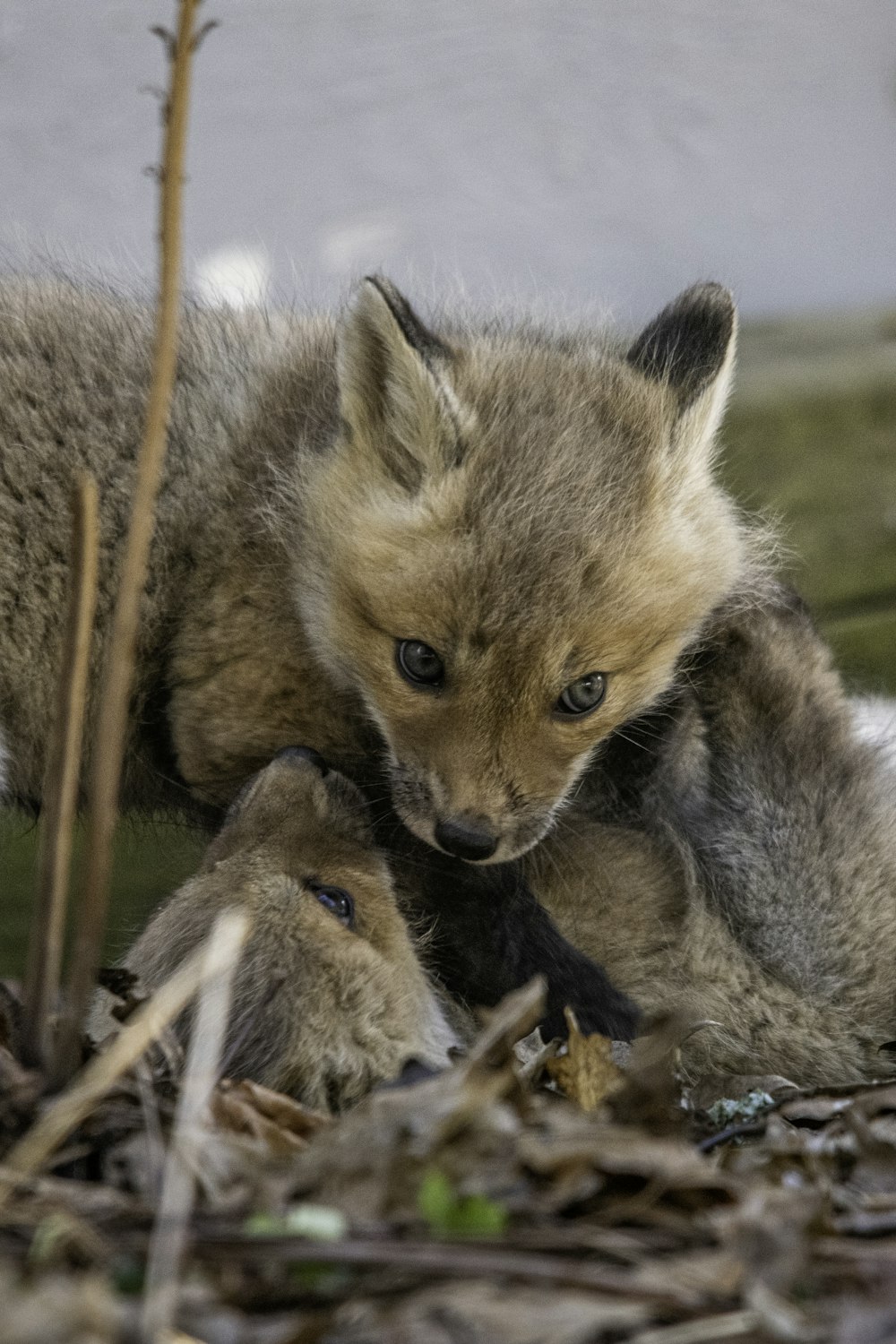 a baby fox playing with it's mother in the grass