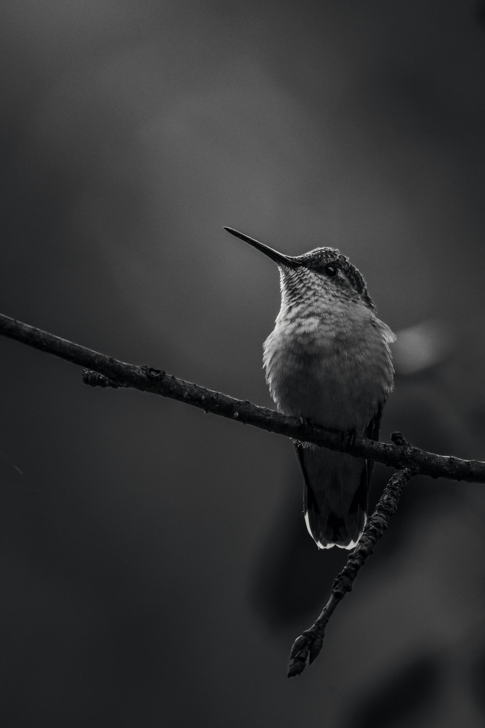 a black and white photo of a hummingbird perched on a branch