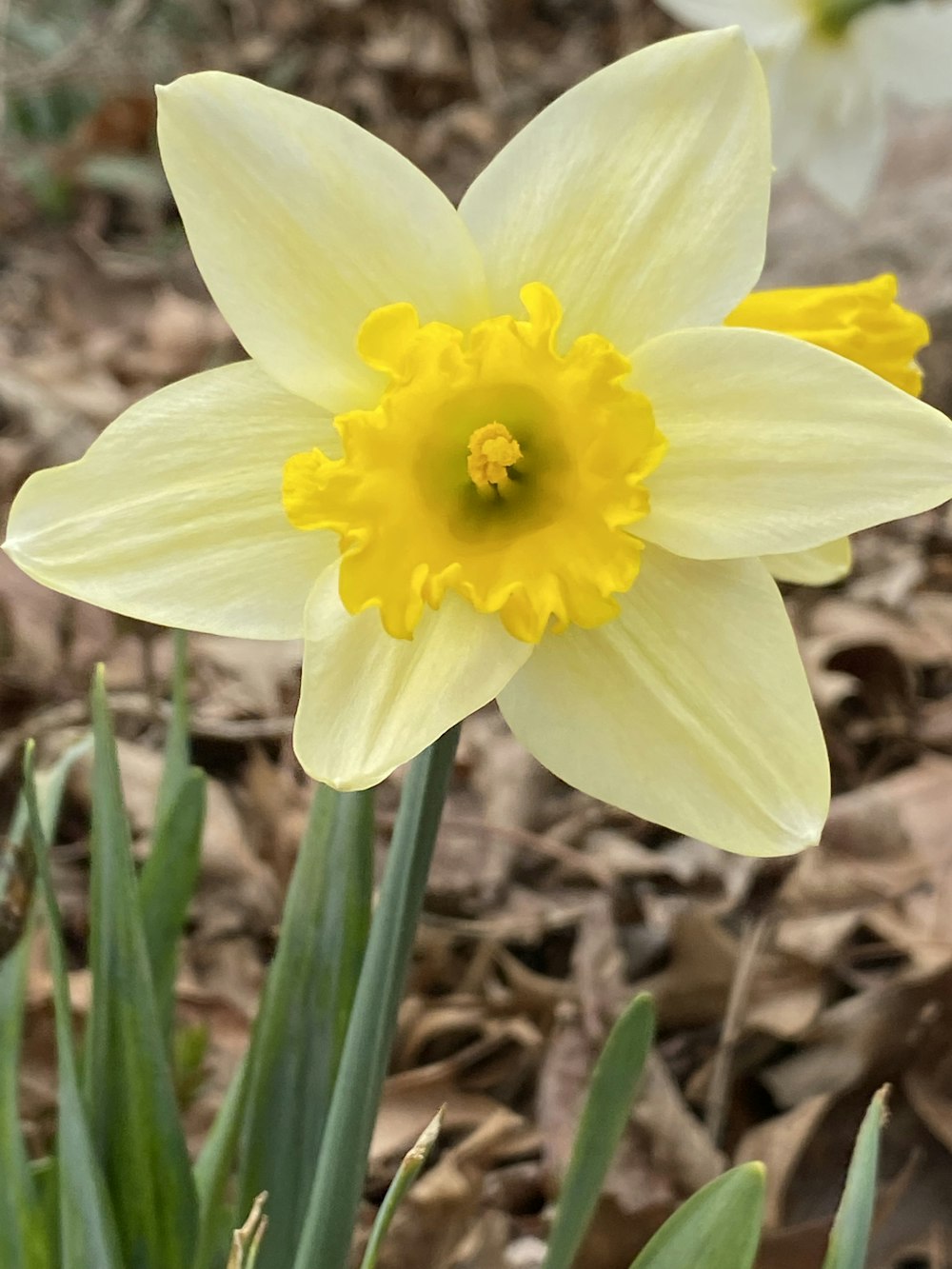 un primo piano di un fiore sul terreno