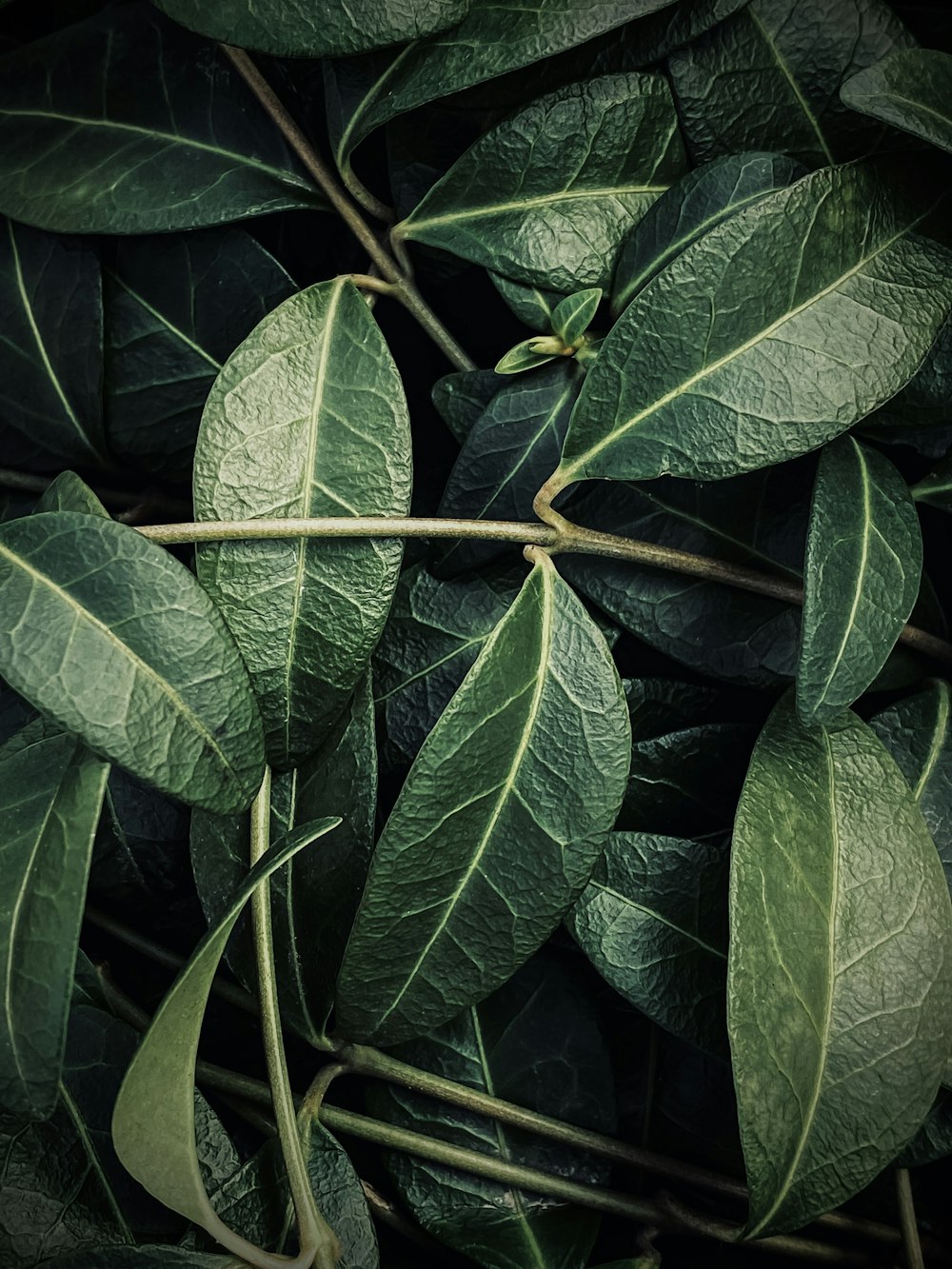 a close up of a green plant with leaves